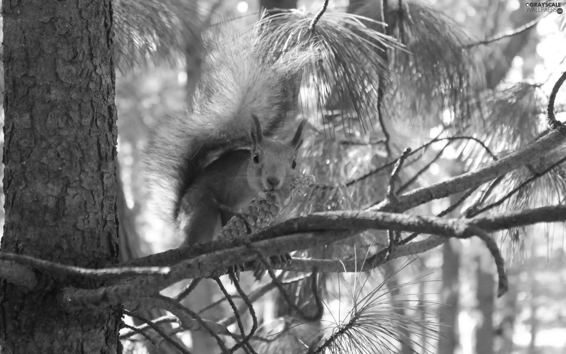 trees, squirrel, cone