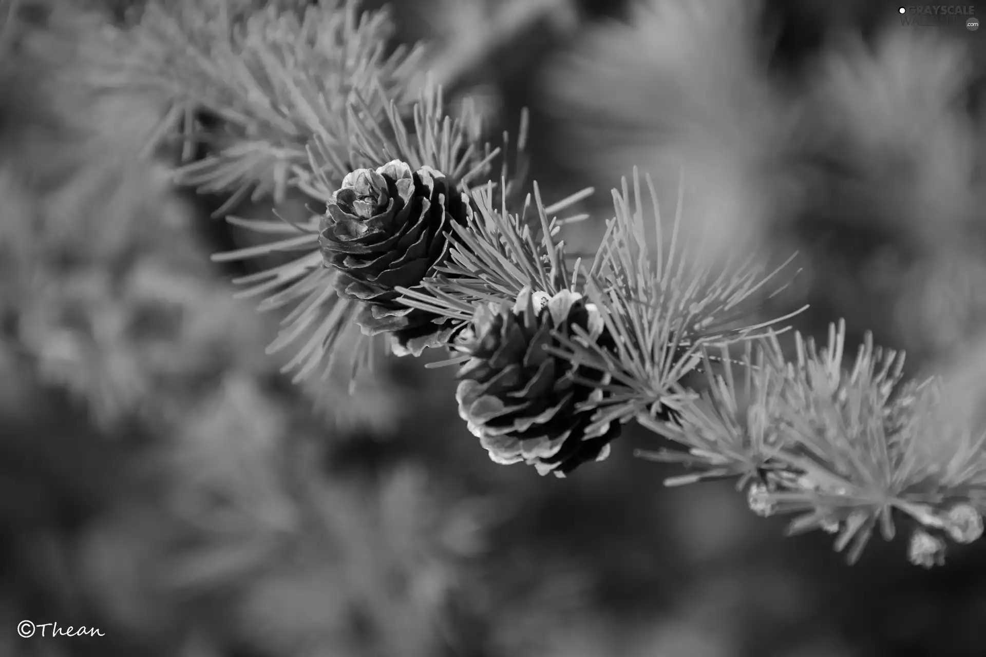 trees, larch, cones