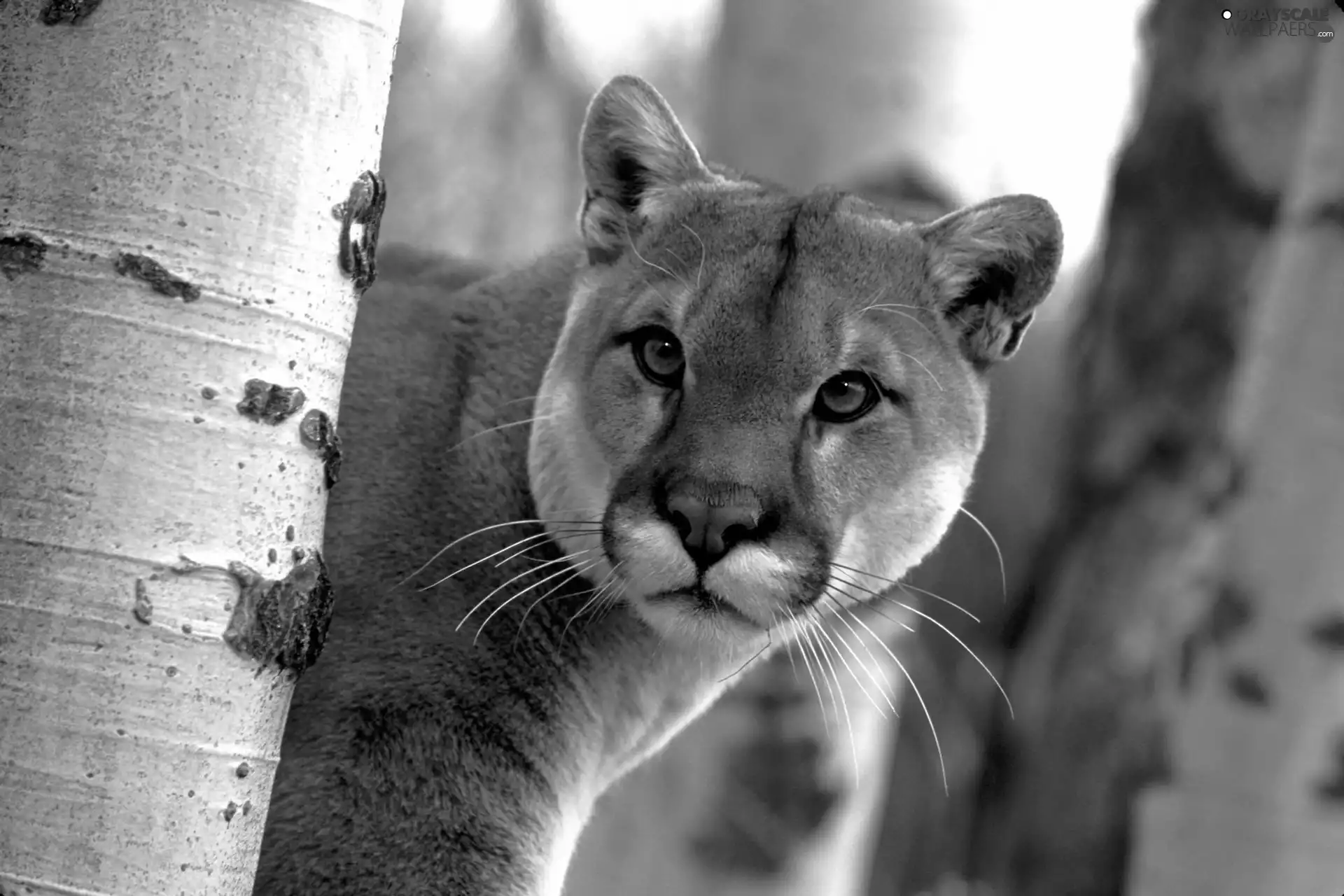 cougar, trees