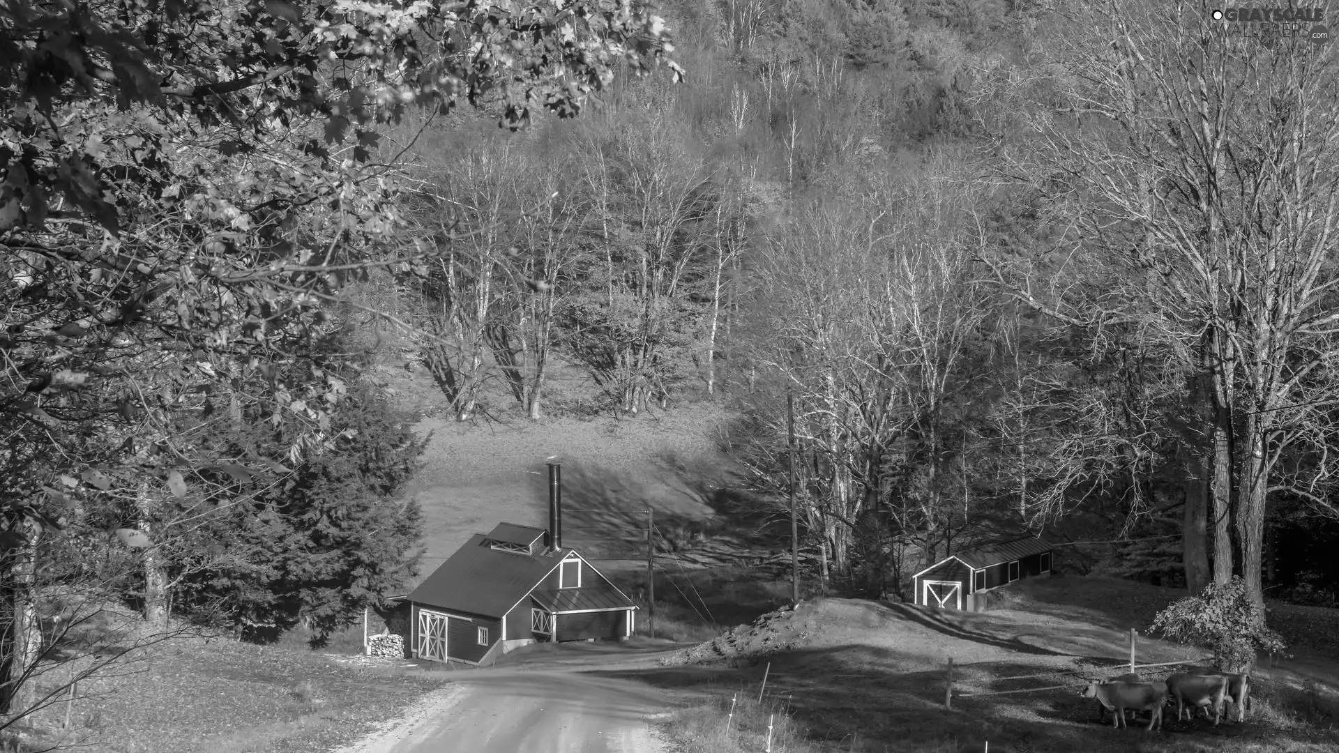 Houses, Way, Cows, autumn, viewes, farm, country, trees