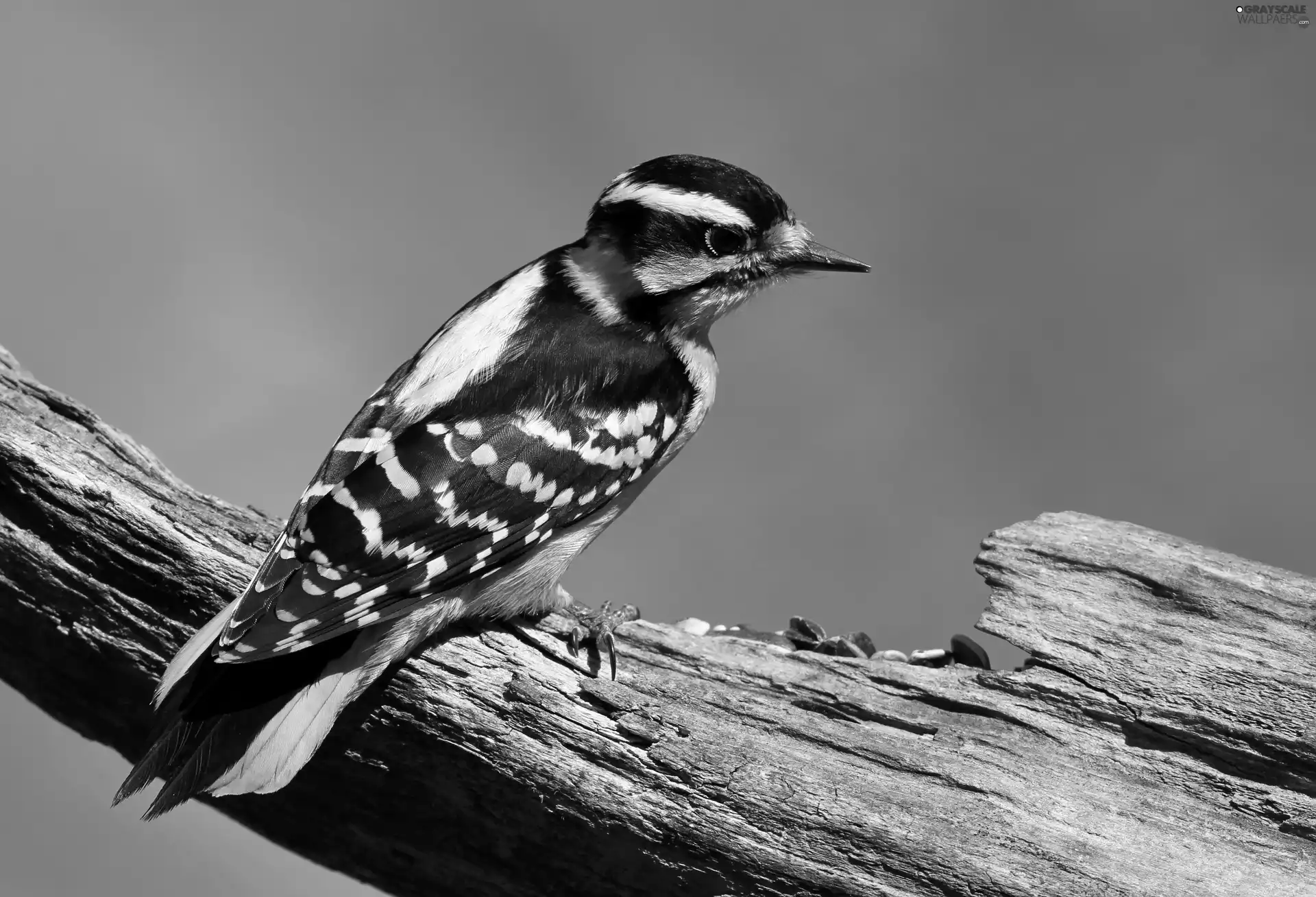 trees, birdies, dry