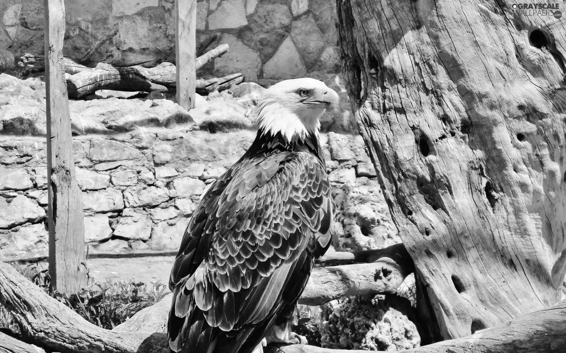 branches, American Bald Eagle, branch pics