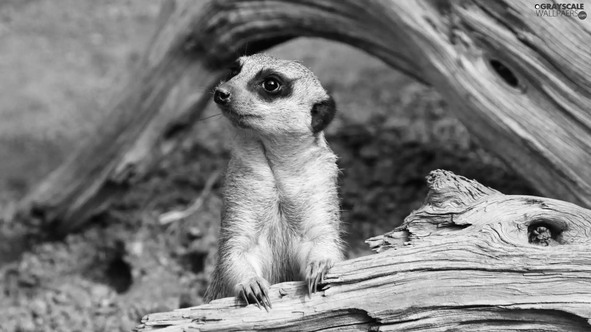 trees, Meerkat, dry