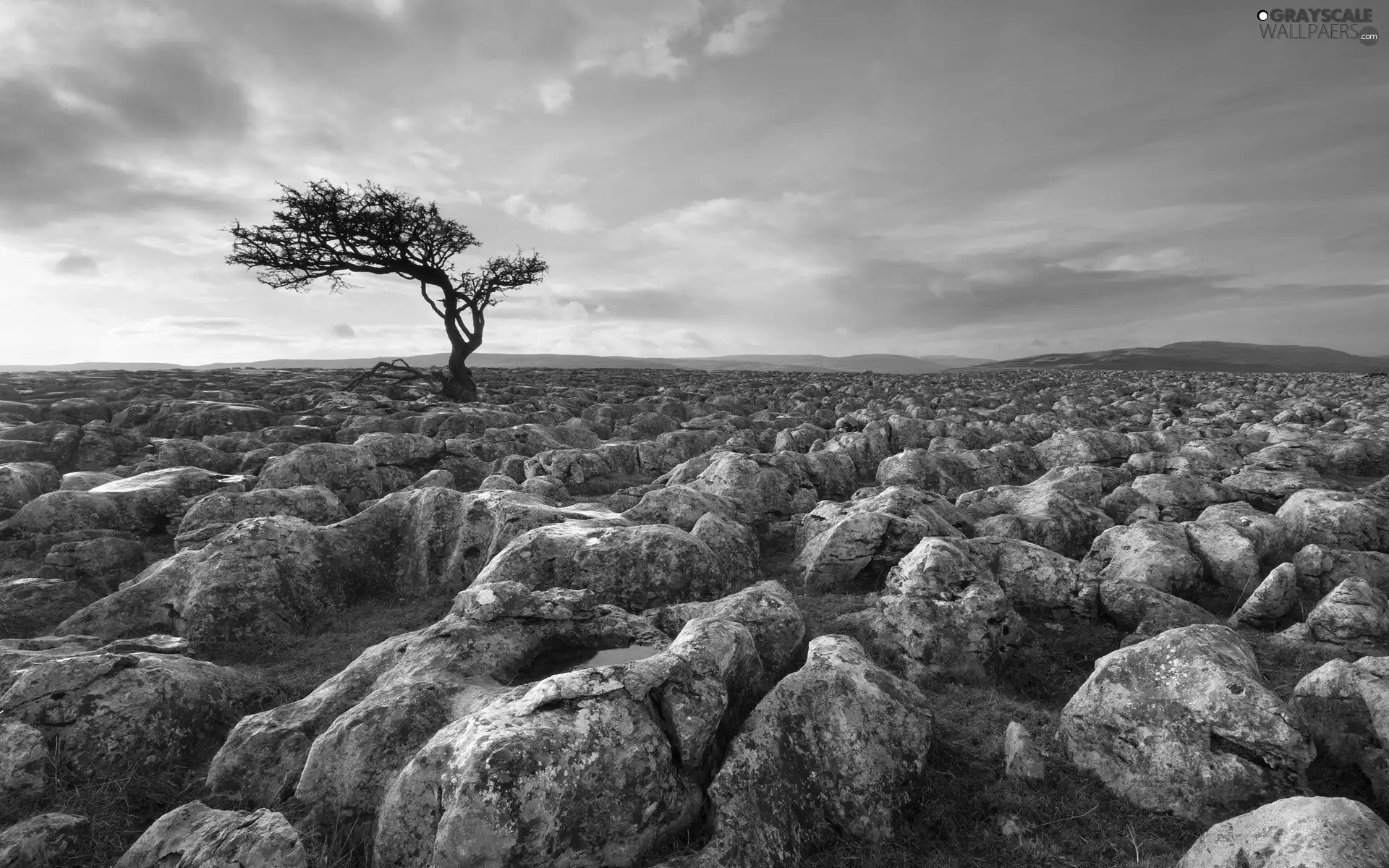 trees, Stones, dry