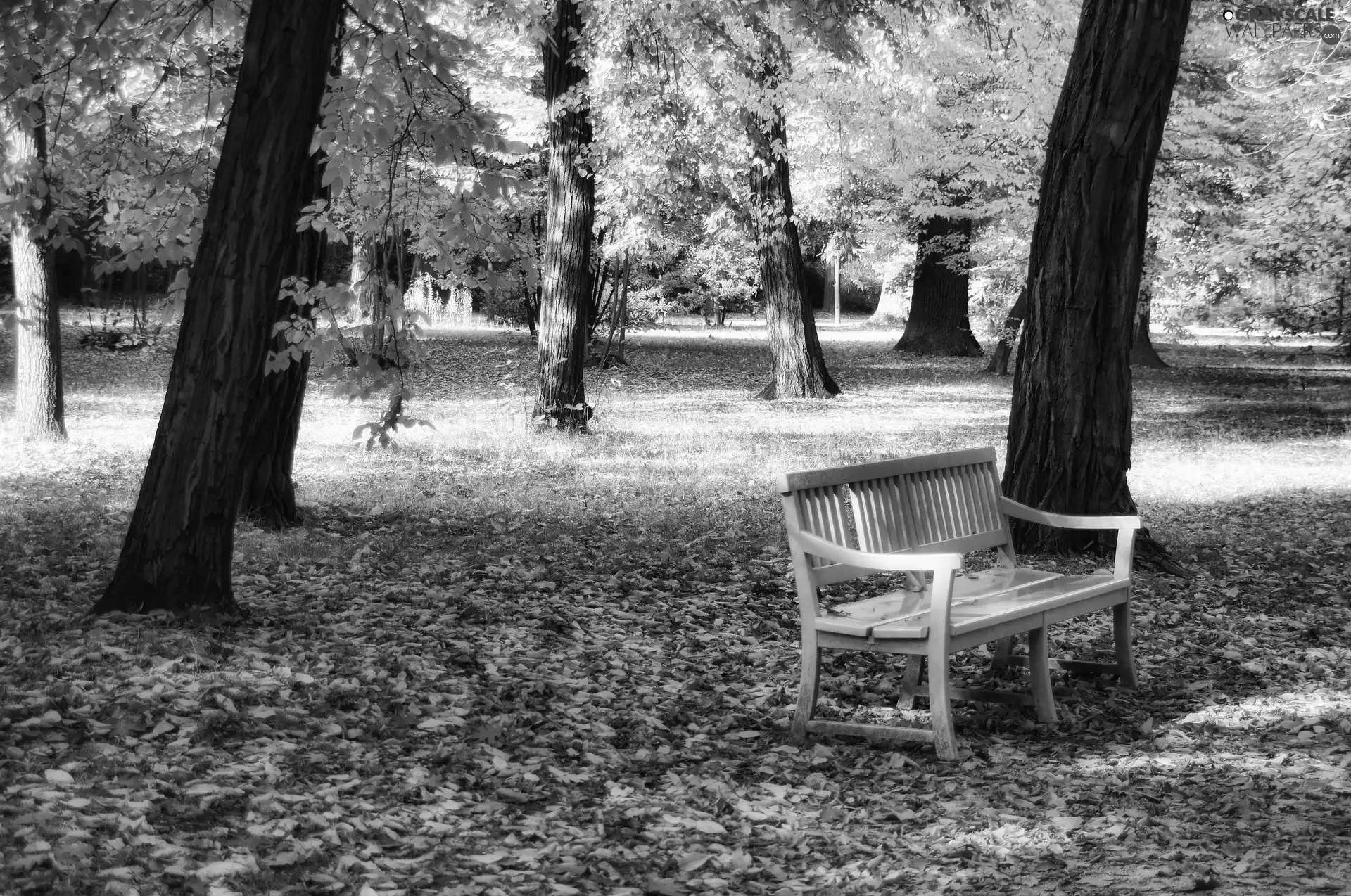 viewes, Park, fallen, trees, autumn, Bench, Leaf
