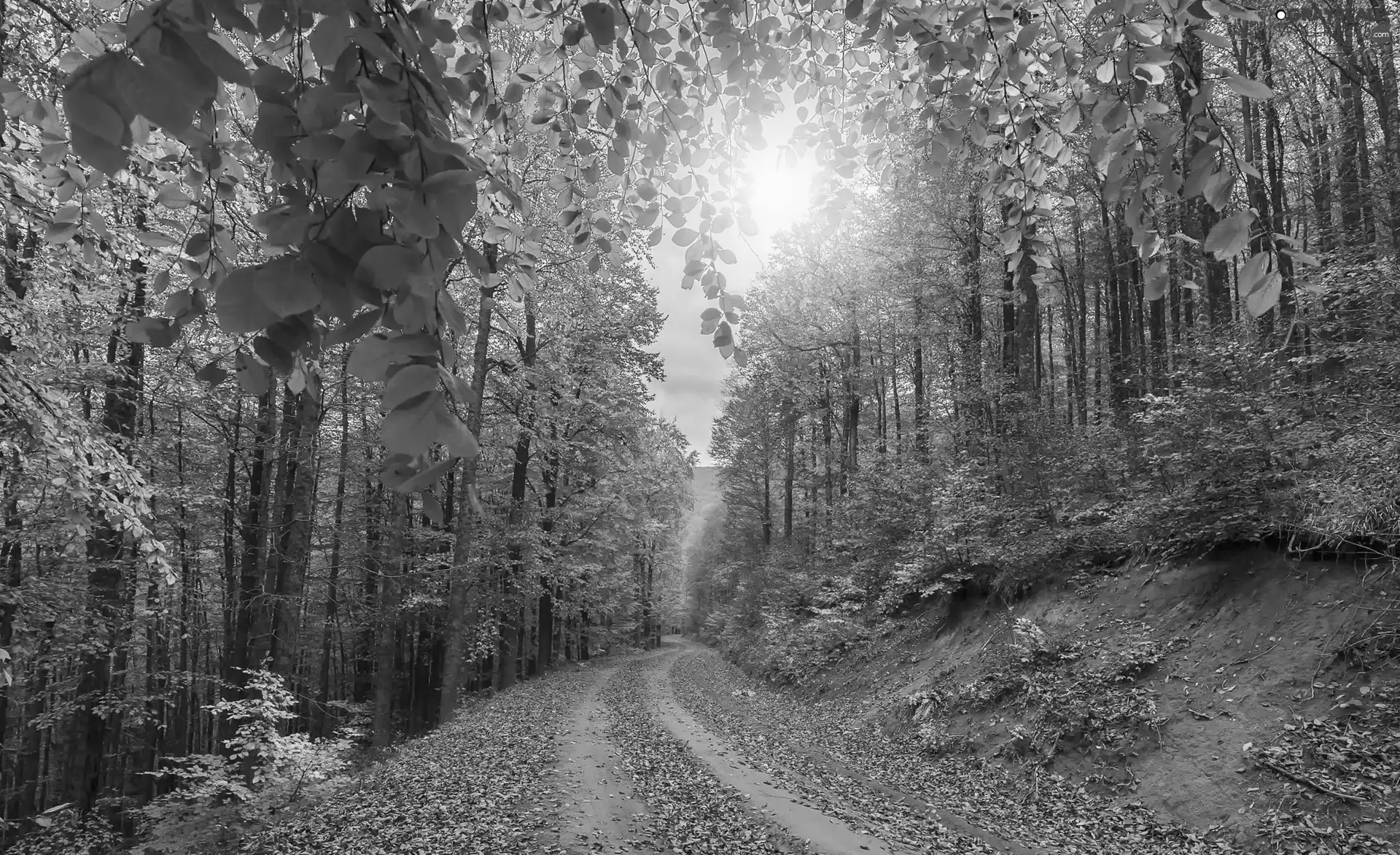 viewes, Way, fallen, trees, forest, autumn, Leaf