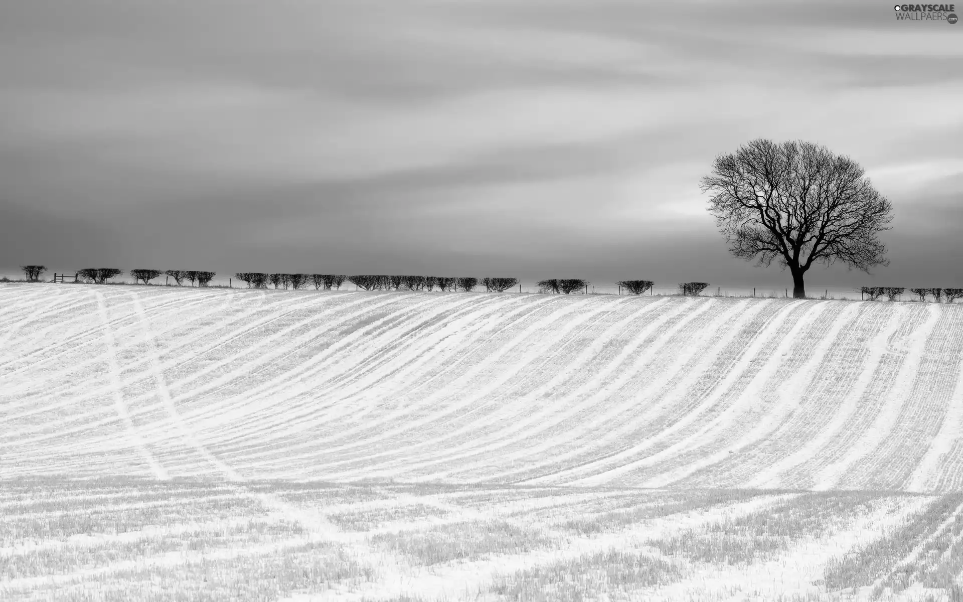 Field, Bush, trees, snow