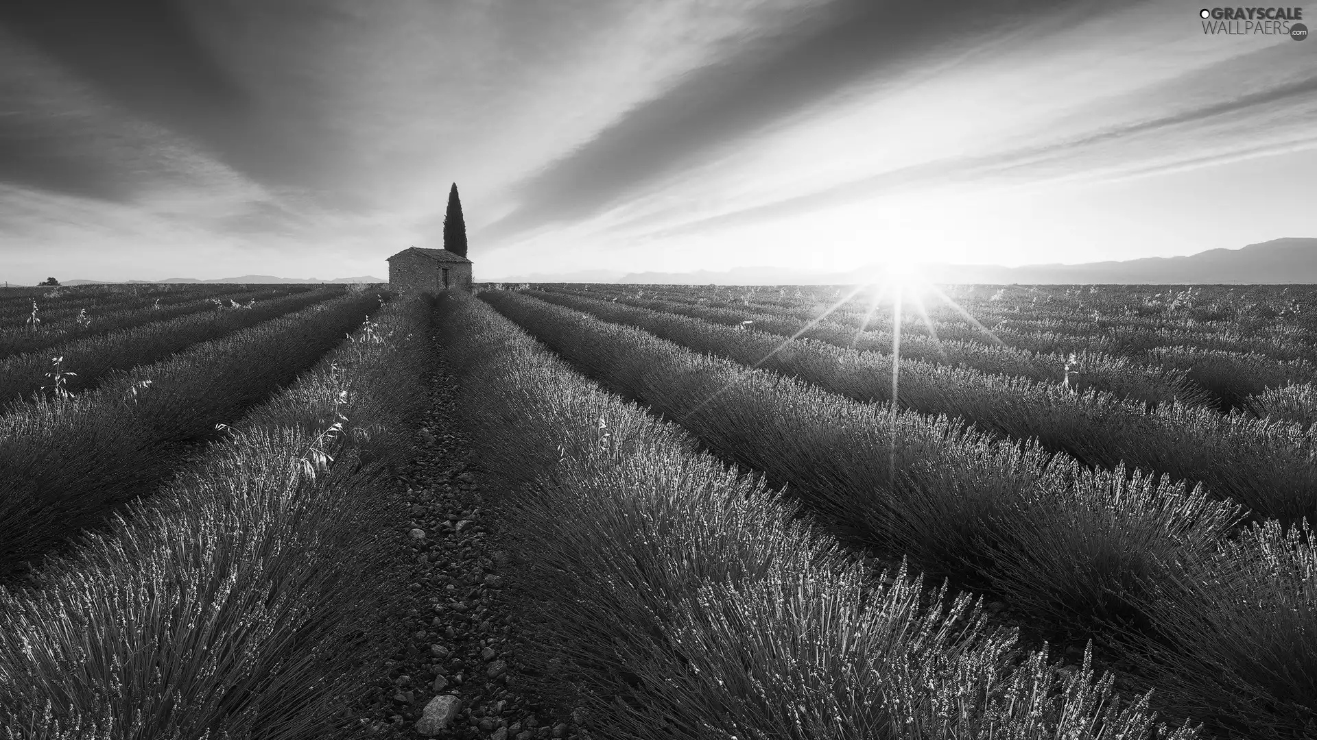 house, trees, Field, Sunrise, lavender