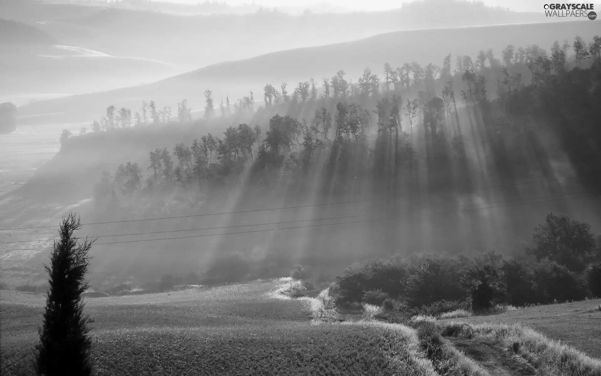 viewes, rays of the Sun, field, trees, Way