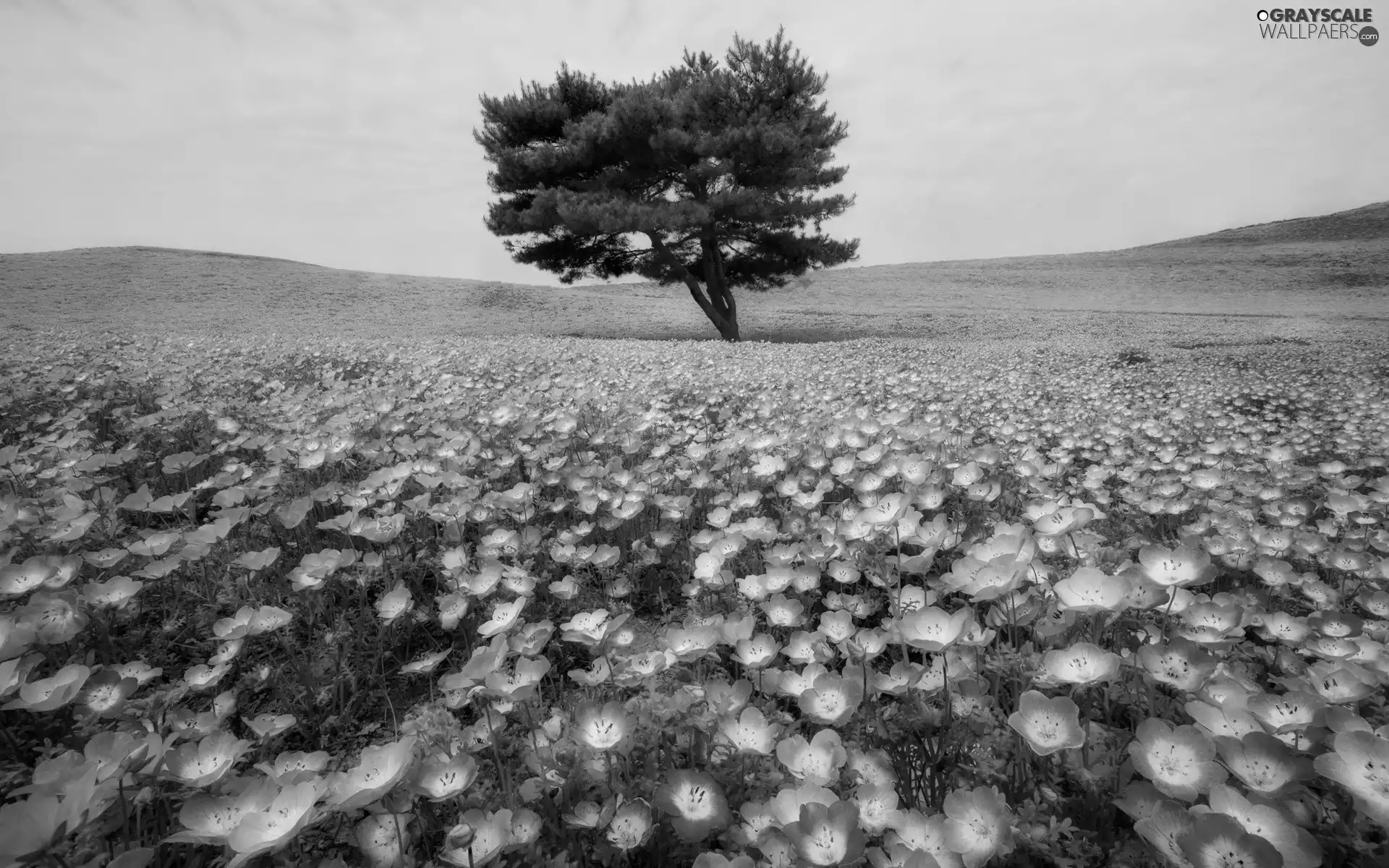 trees, Meadow, Flowers