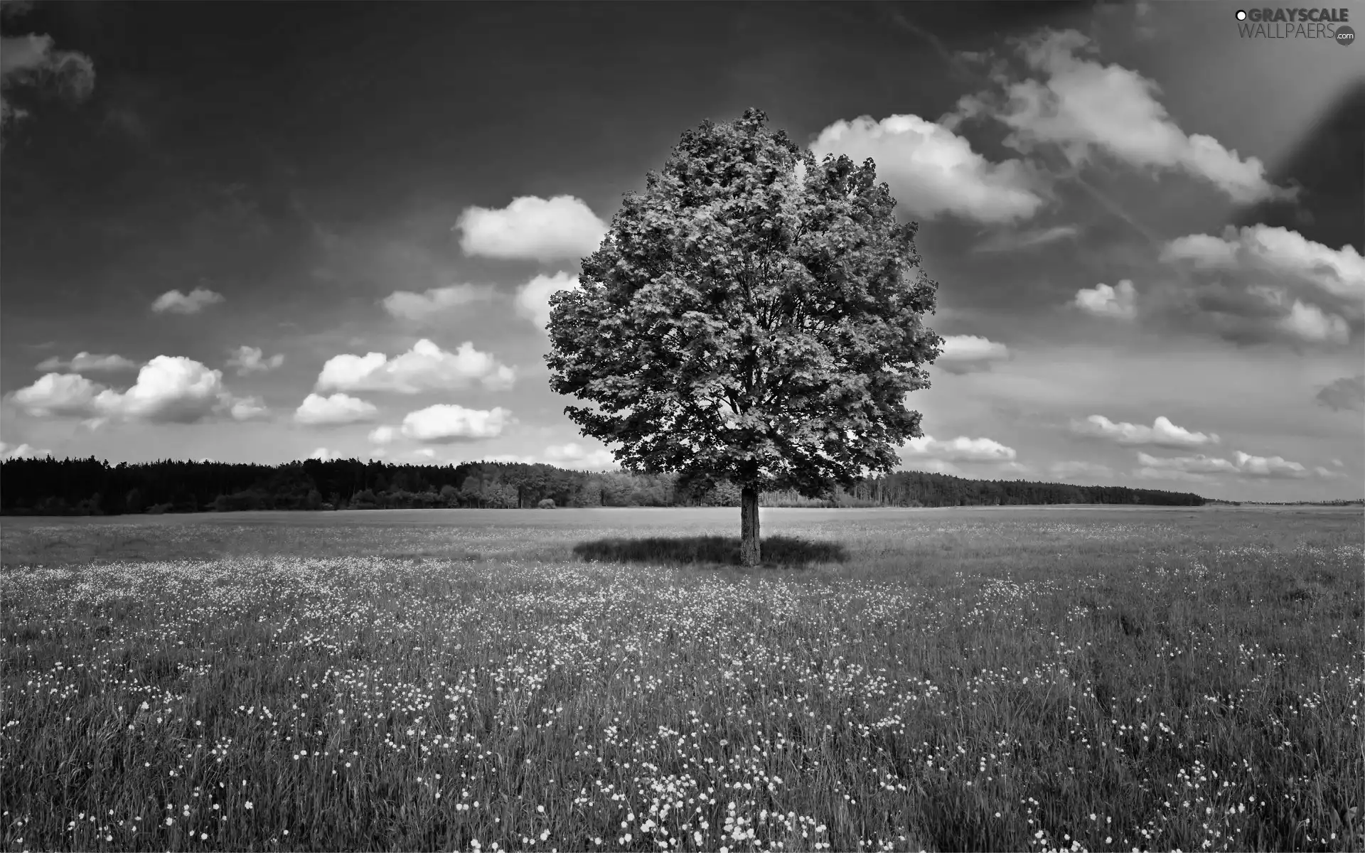 trees, Meadow, Flowers