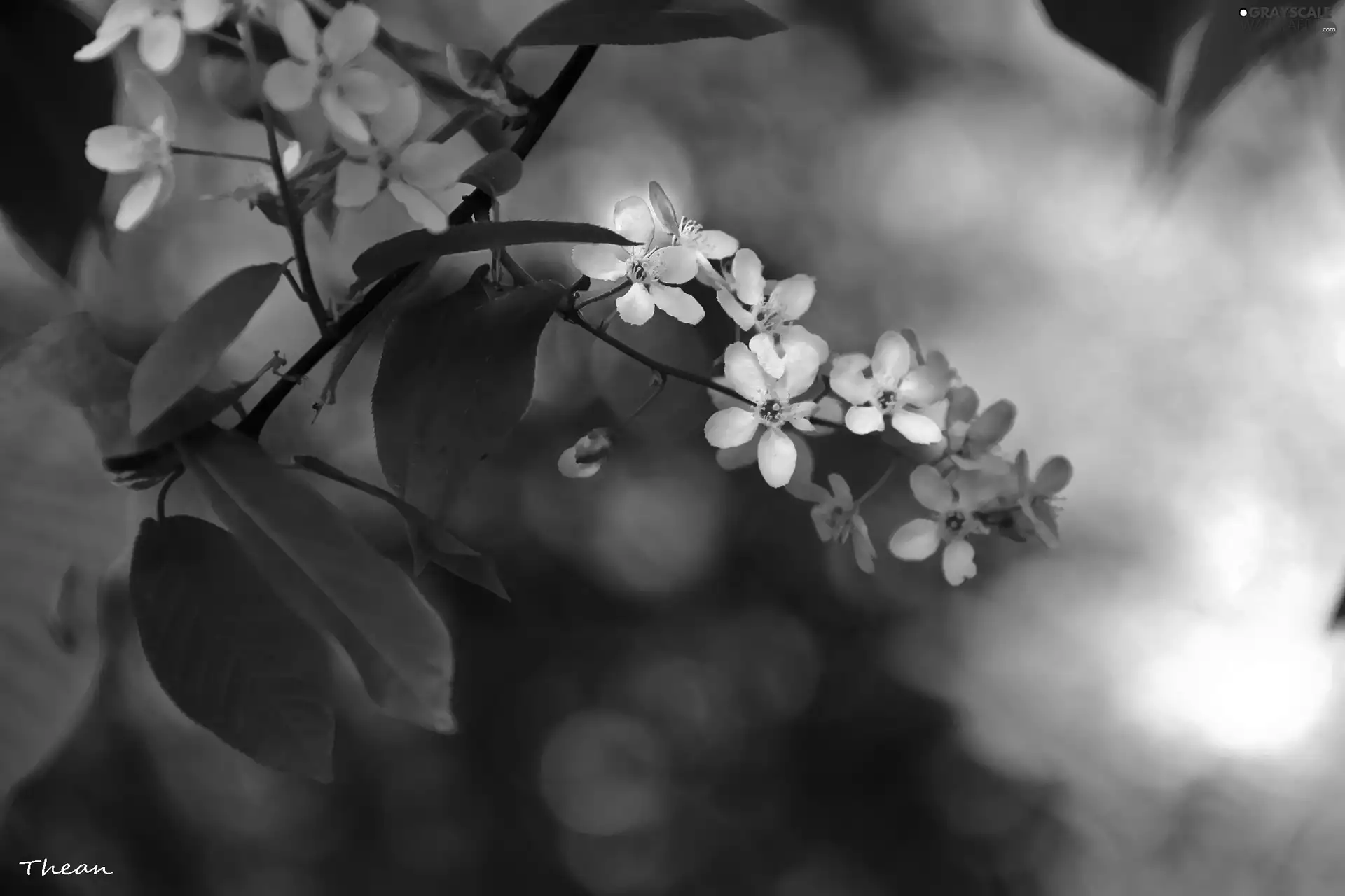 trees, White, Flowers