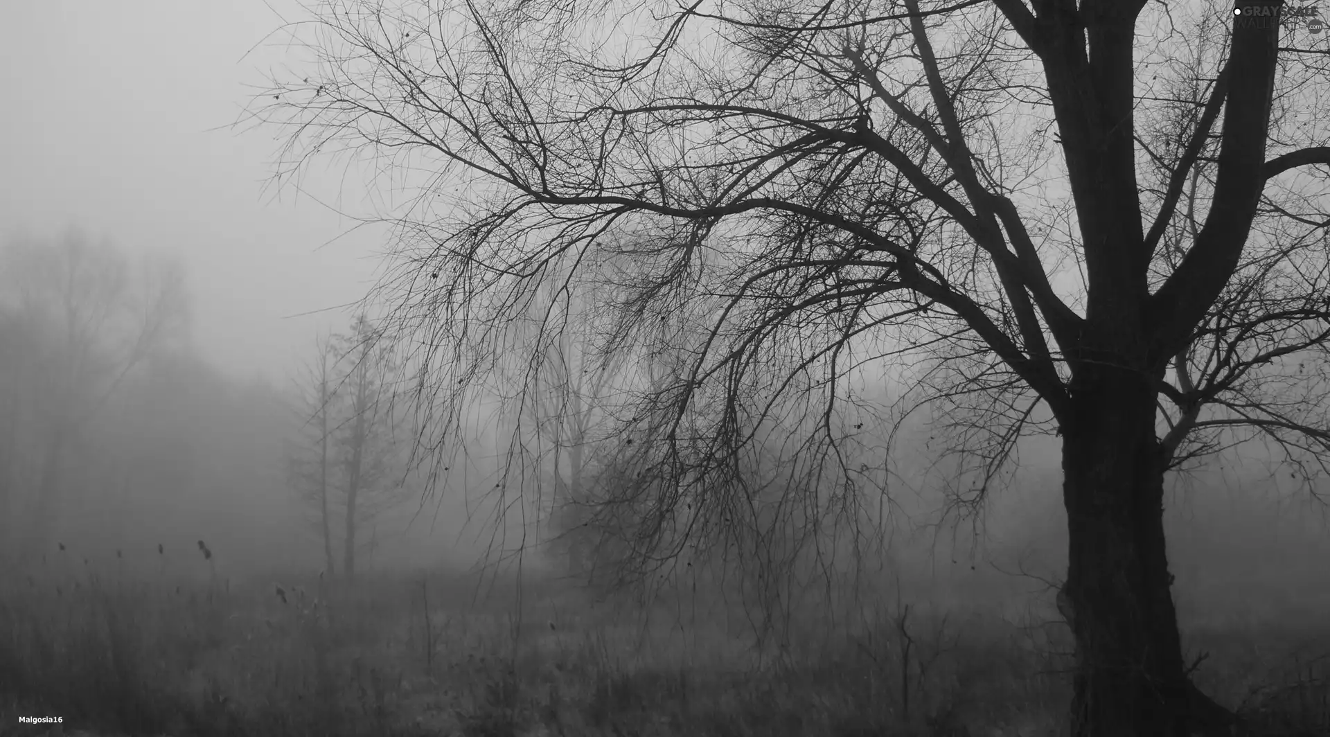 Fog, trees
