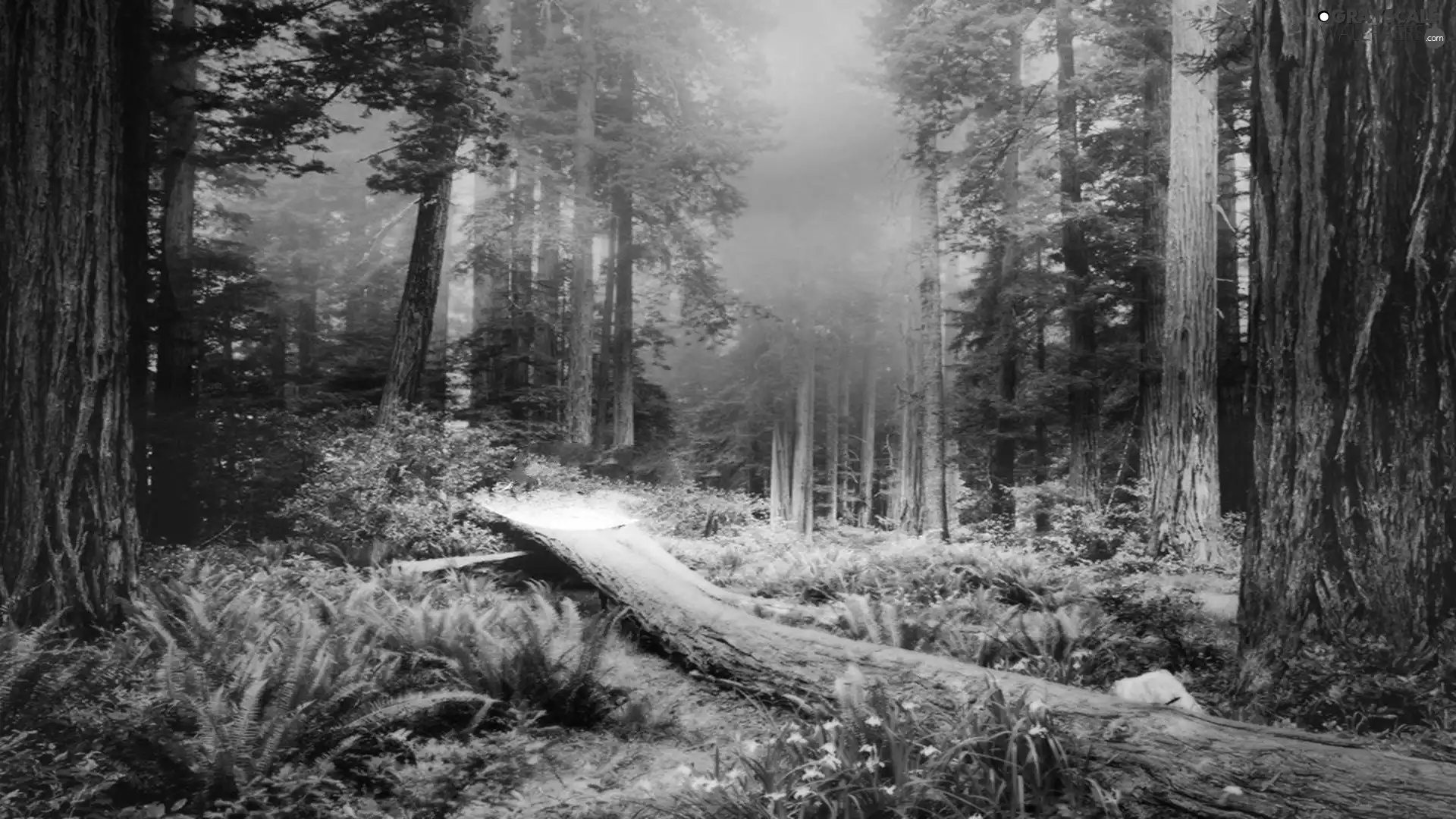 forest, fallen, trees, Fog