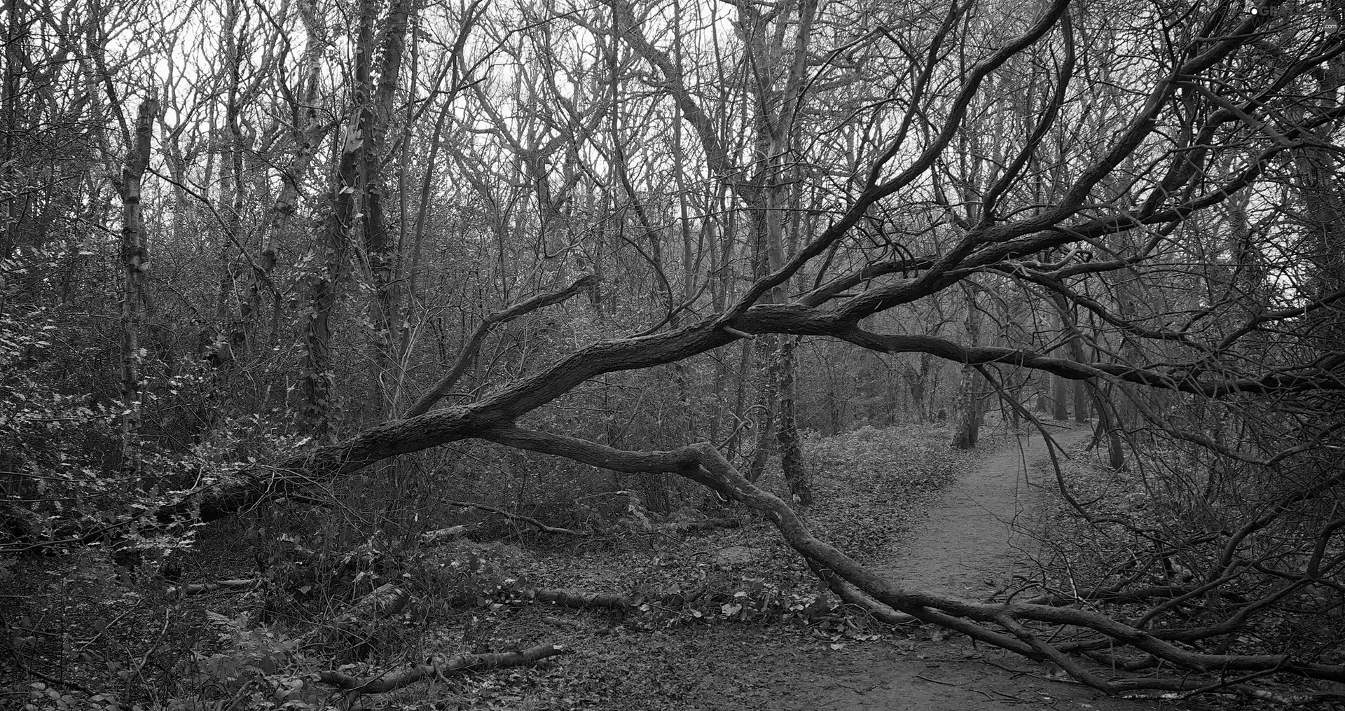 forest, fallen, trees, Path