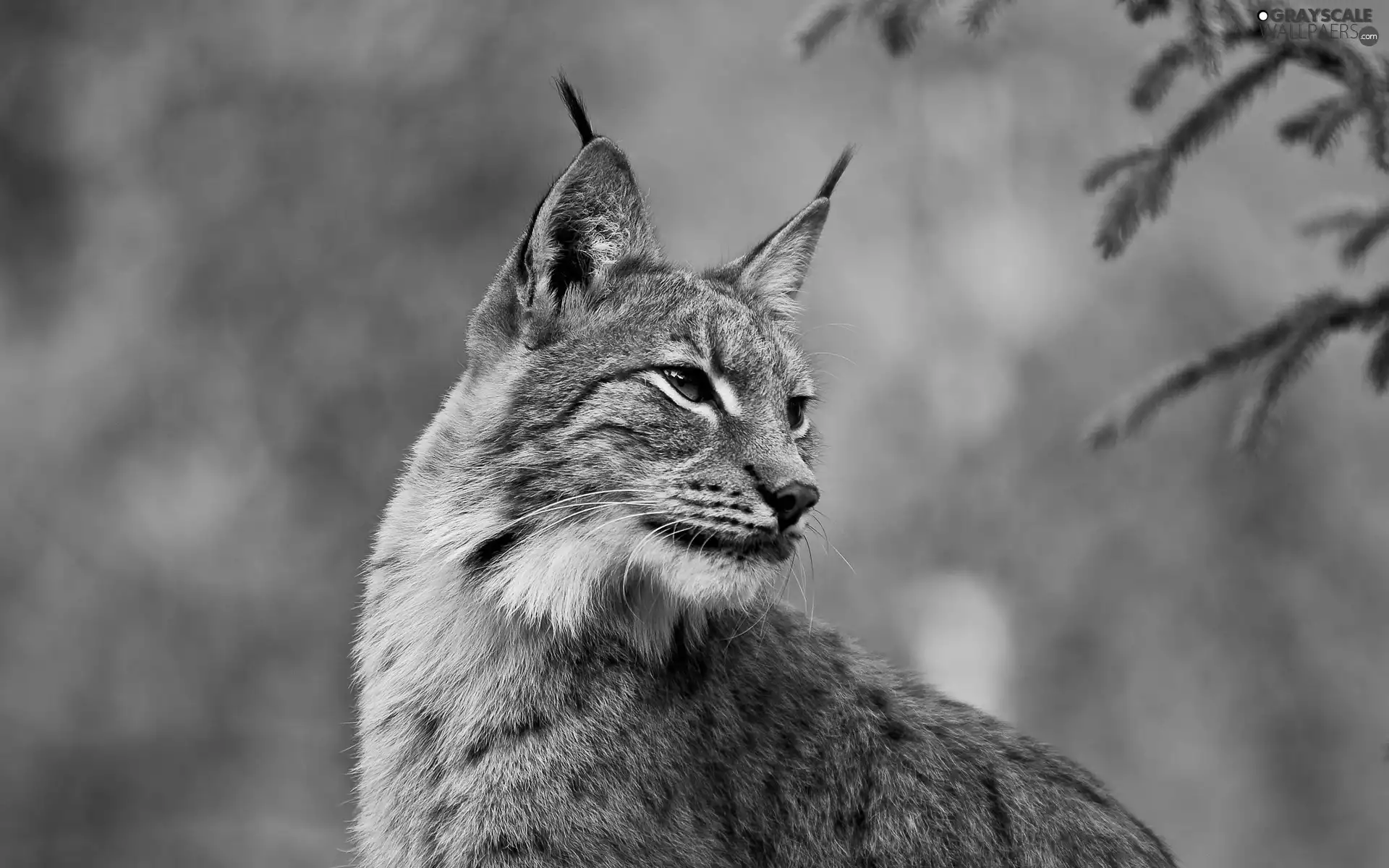 trees, Lynx, forest