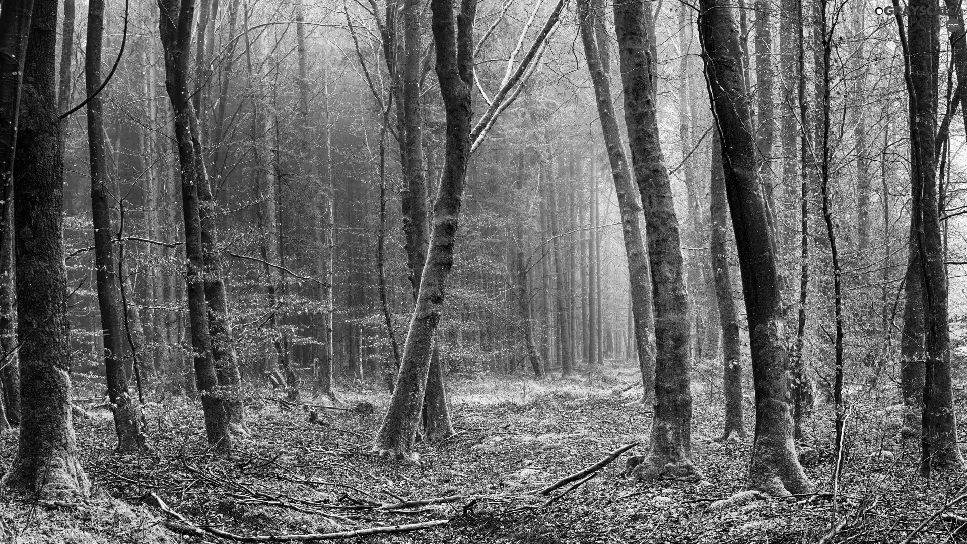 forest, viewes, mossy, trees