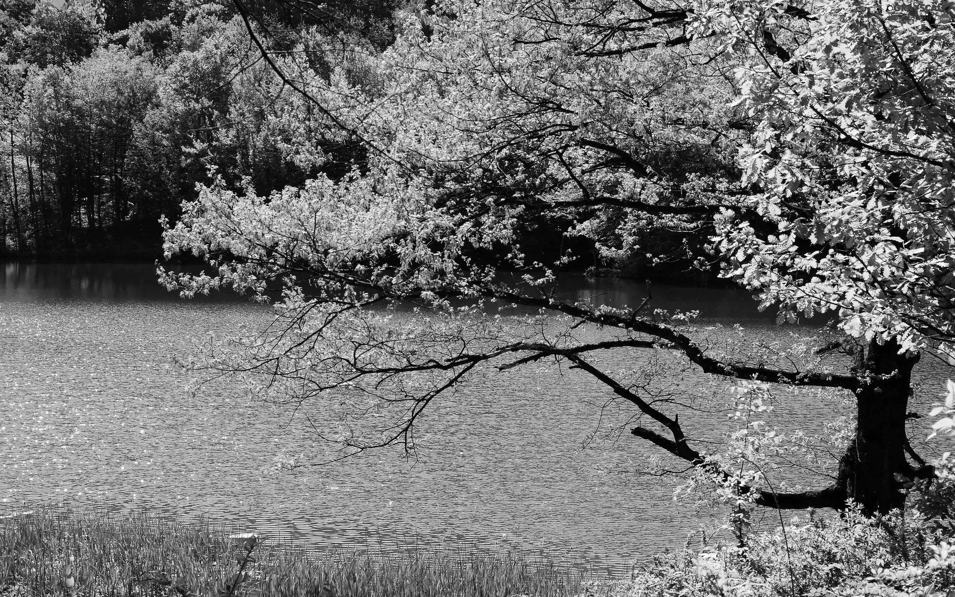 trees, River, forest