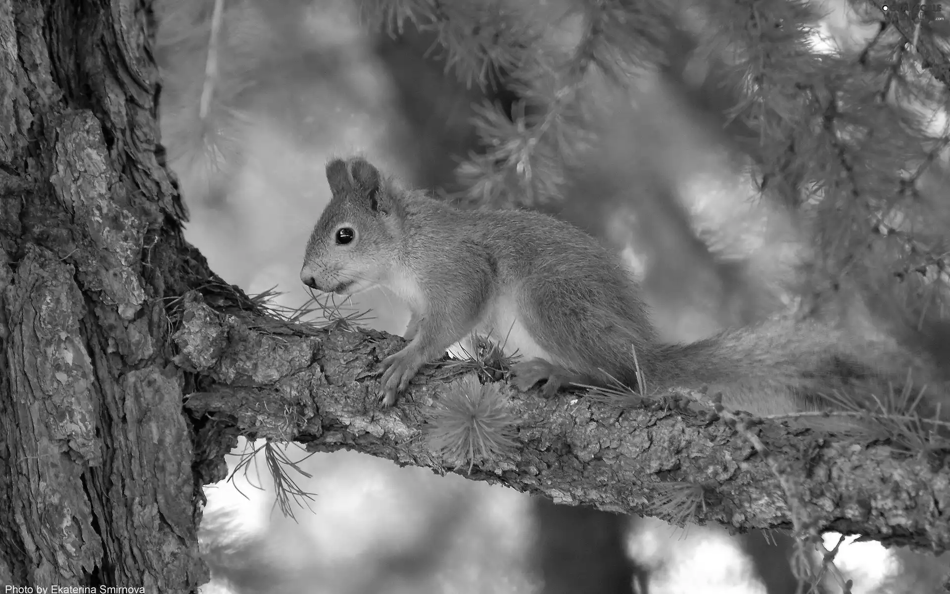 trees, squirrel, forest