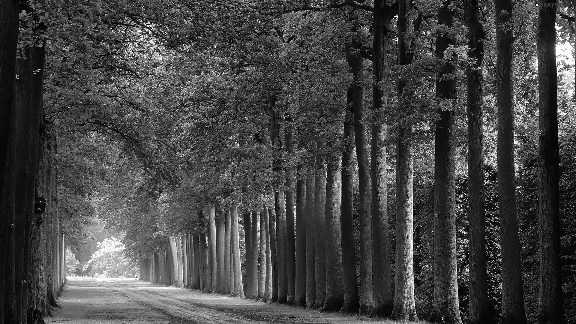 trees, forest, Way, hedge, summer