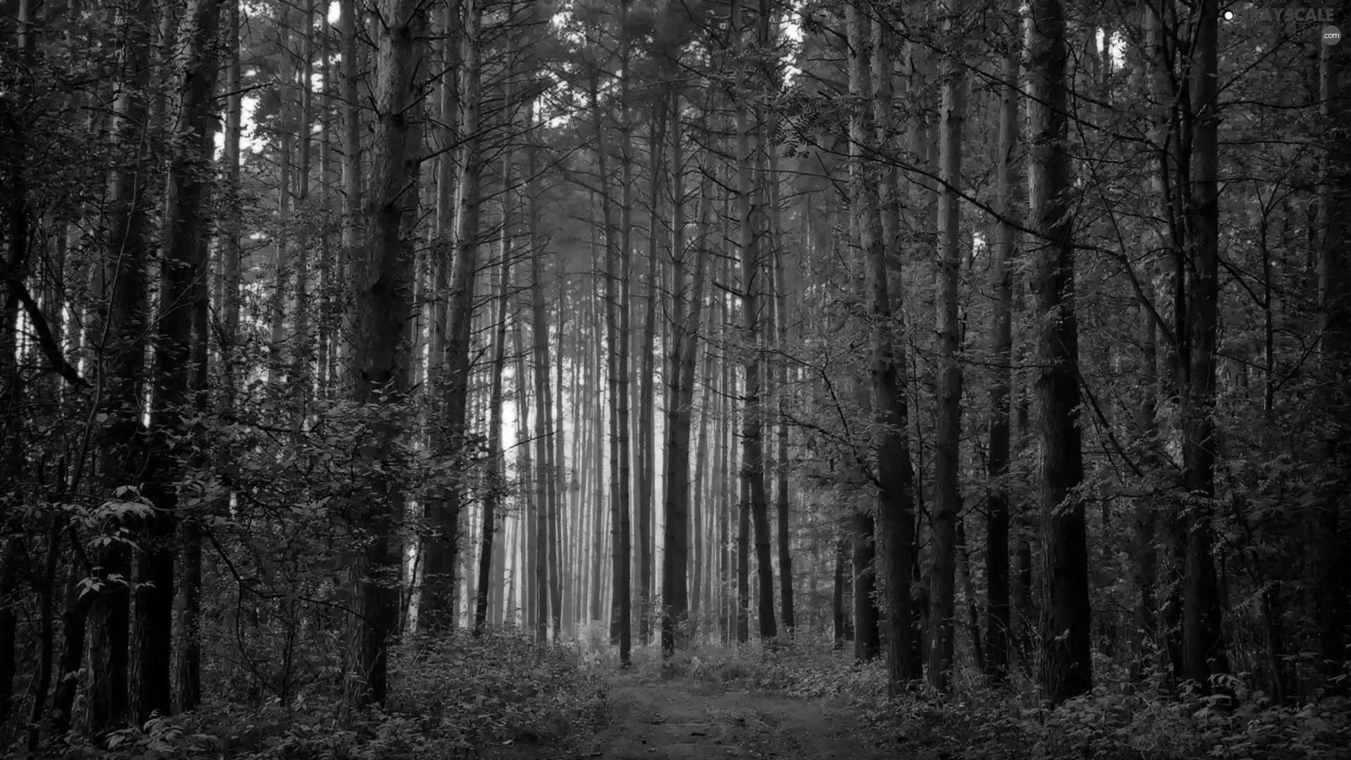 viewes, forest, Way, light breaking through sky, forest, trees