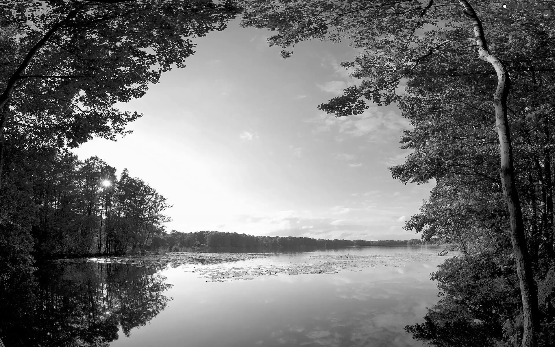 forester, Crown, trees, lake