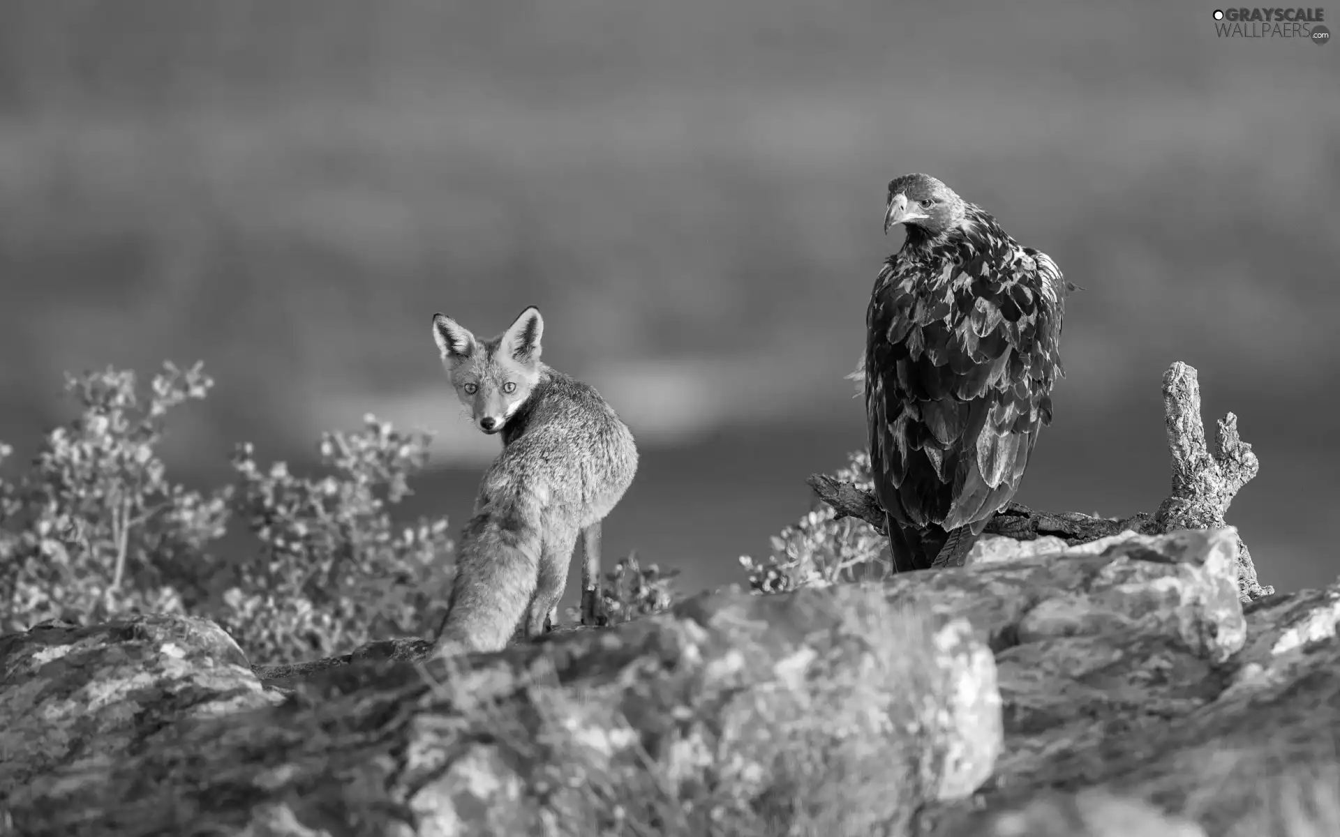 Fox, trees, Rocks, Eagle Front