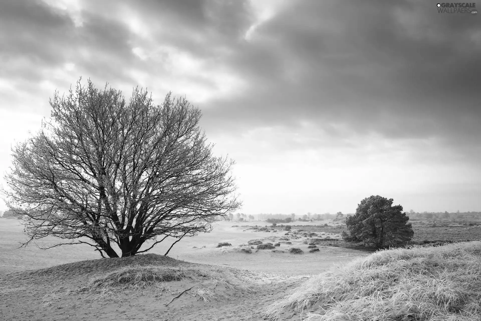 White frost, field, trees