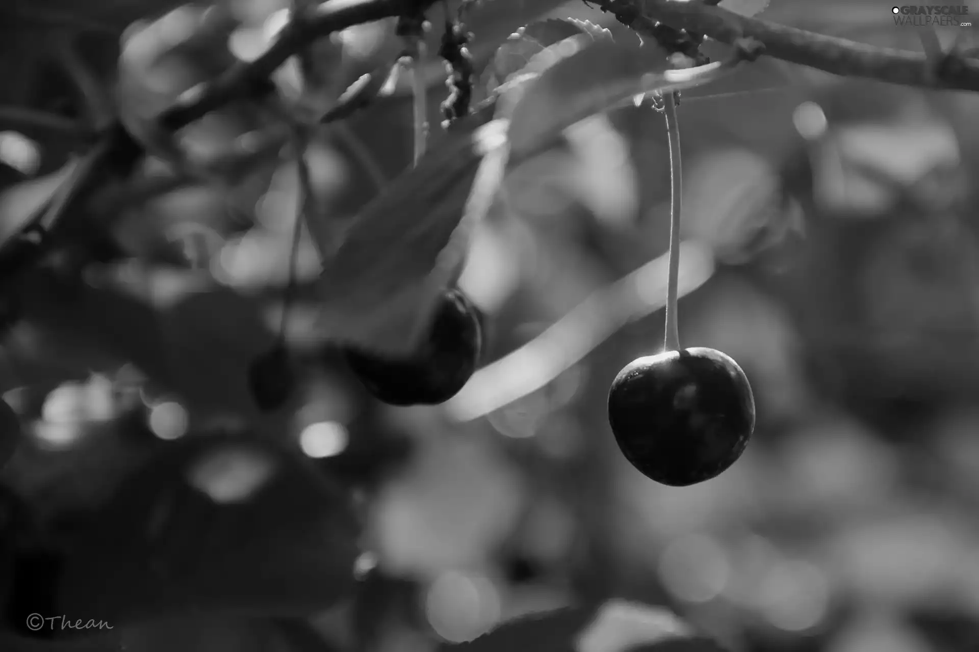 trees, cherry, fruit