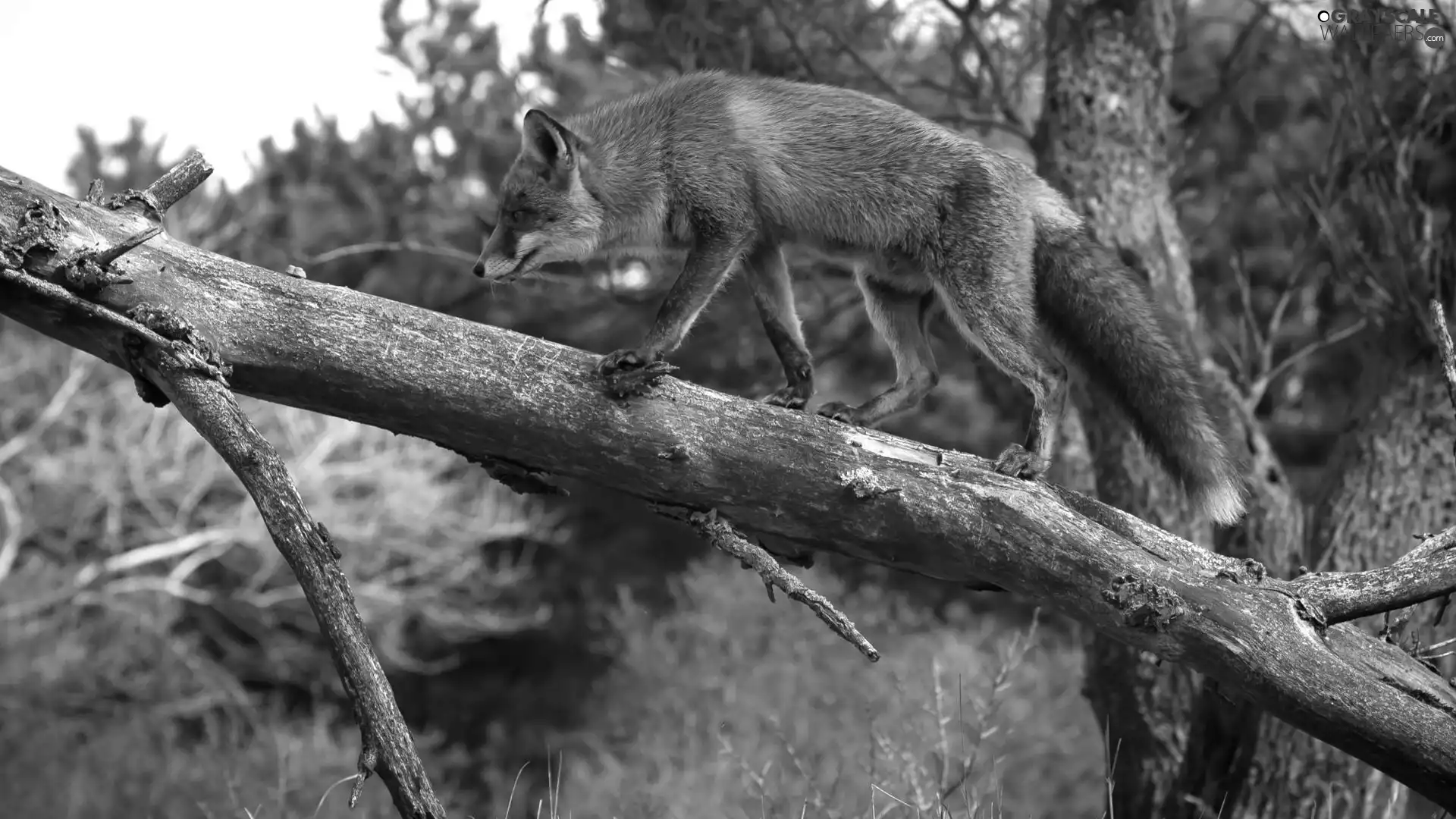 ginger, dry, trees, Fox