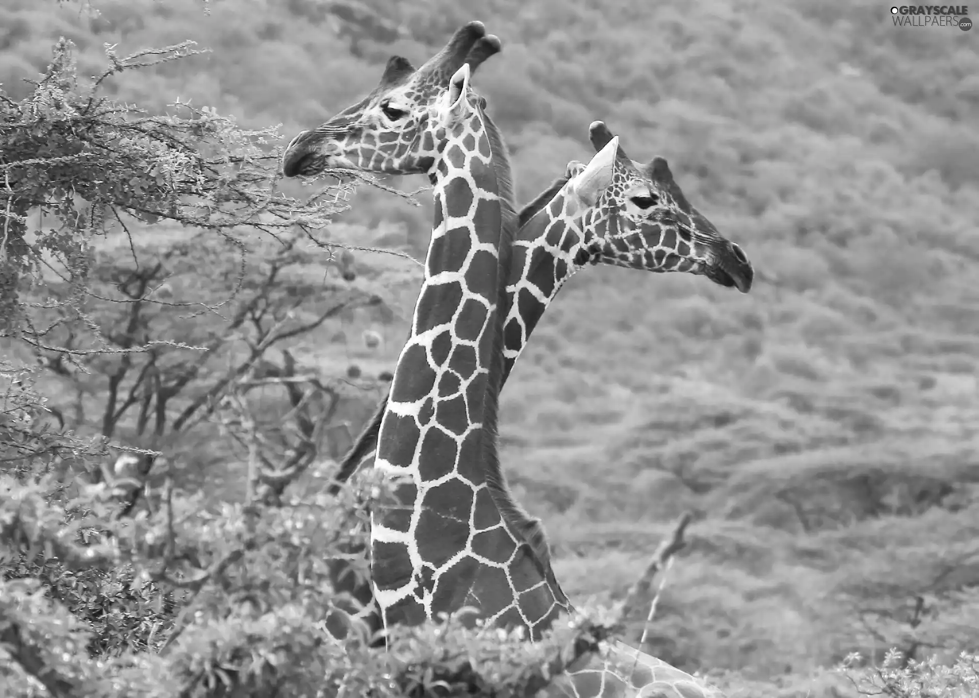 trees, Two, giraffe