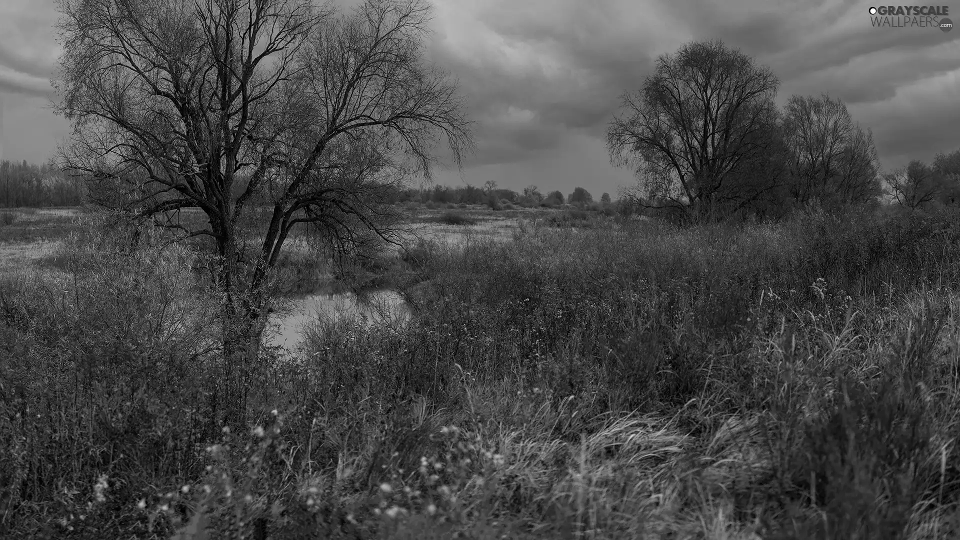 viewes, clouds, grass, trees, autumn, Plants, medows