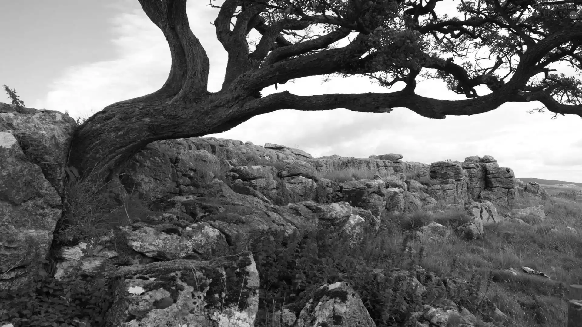 trees, rocks, grass