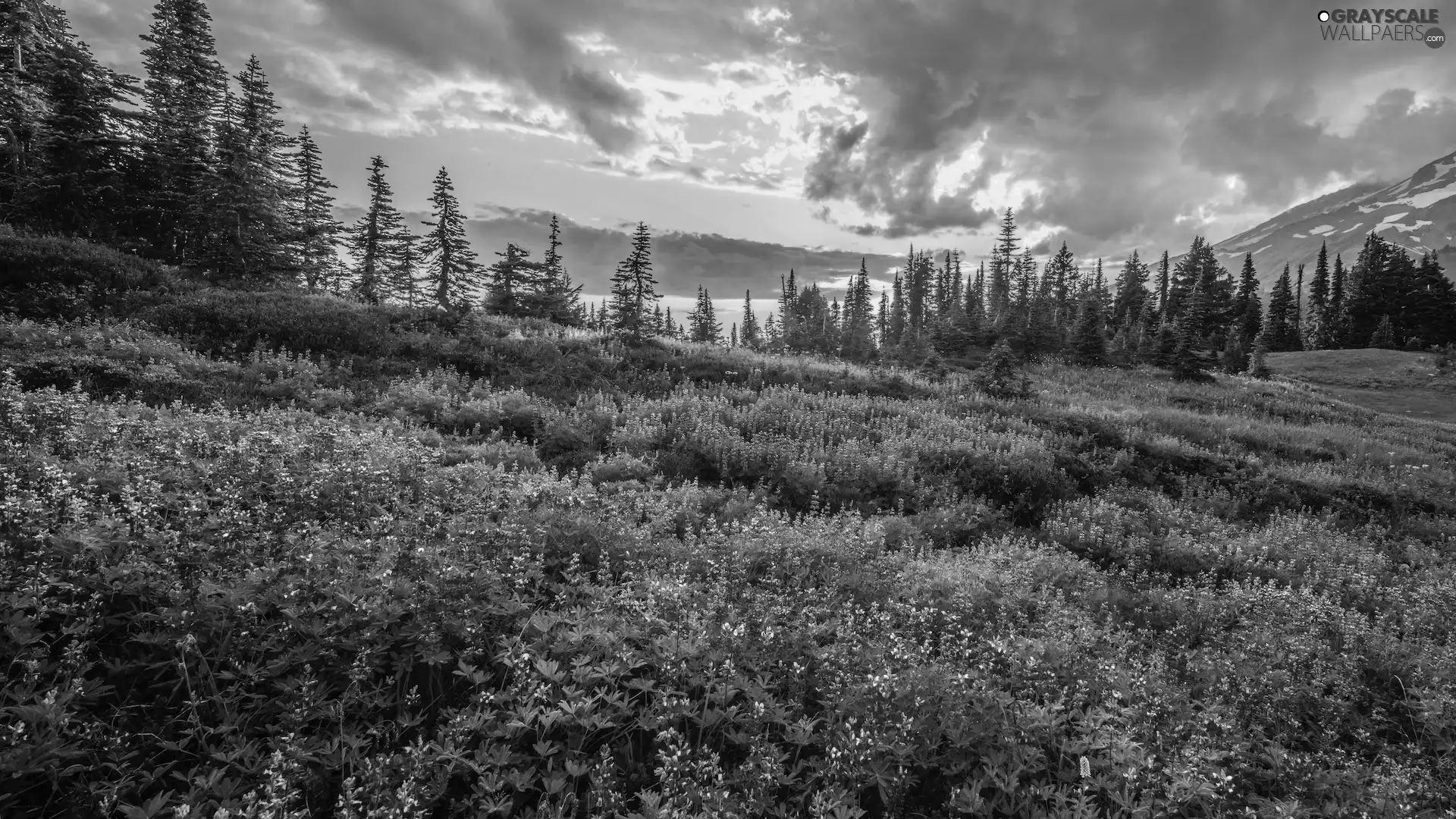 Mount Rainier National Park, Great Sunsets, viewes, Meadow, trees, Washington, The United States, lupine