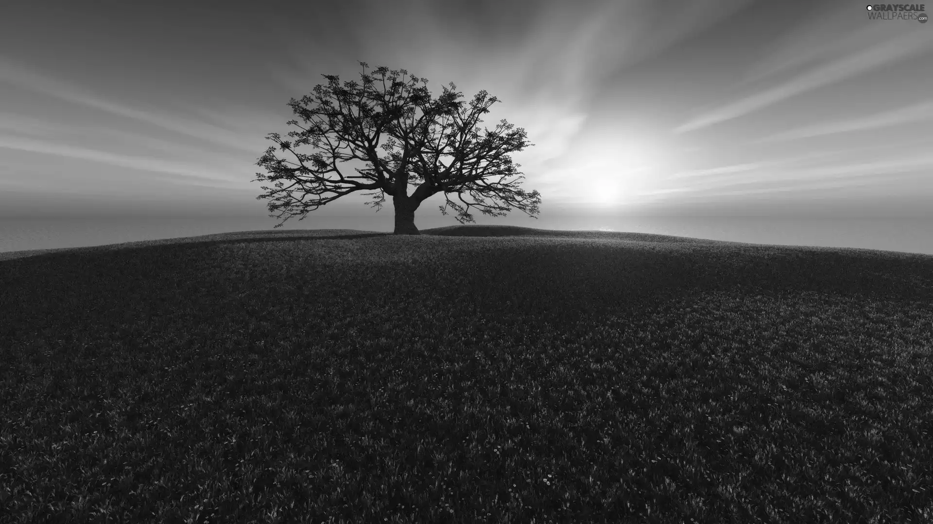Meadow, Great Sunsets, trees