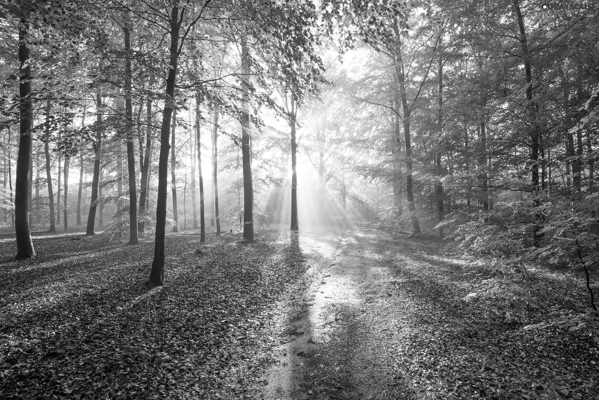 trees, forest, Path, light breaking through sky, viewes, green ones
