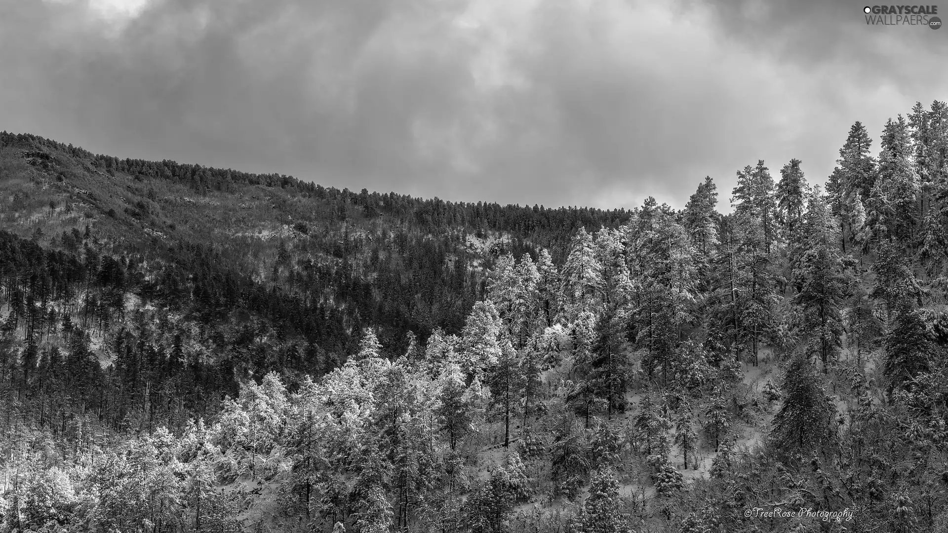 viewes, winter, forest, trees, The Hills