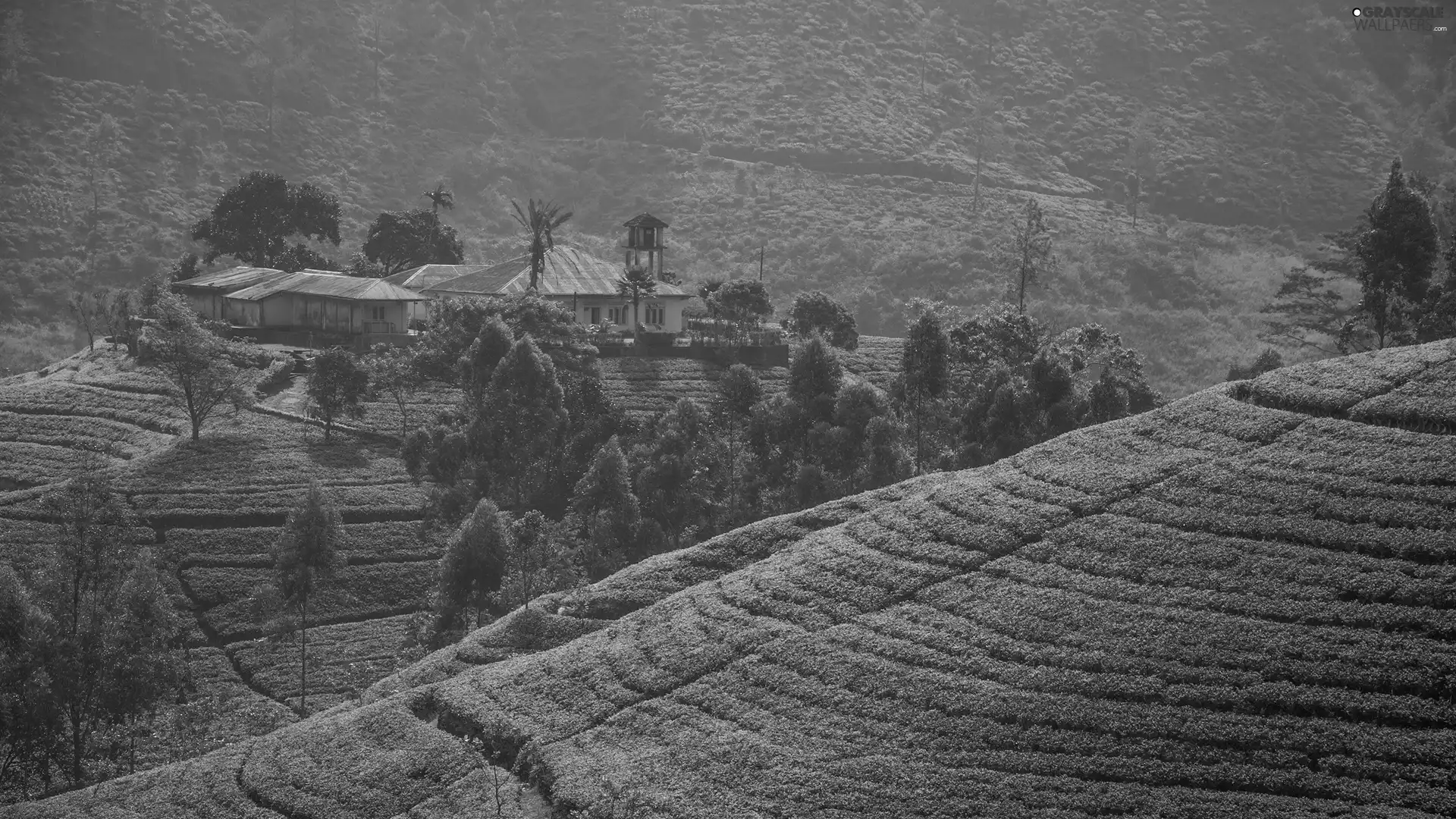 tea, The Hills, trees, viewes, Houses, plantation