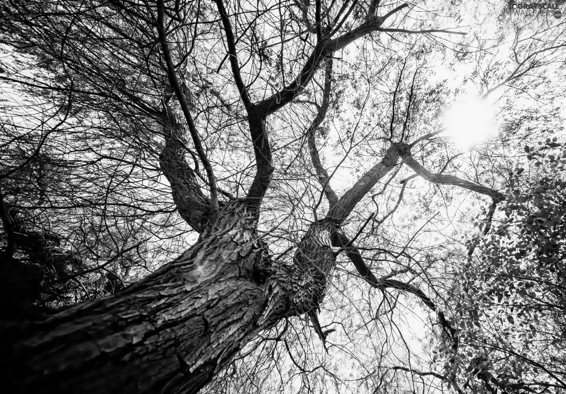 Huge, trees