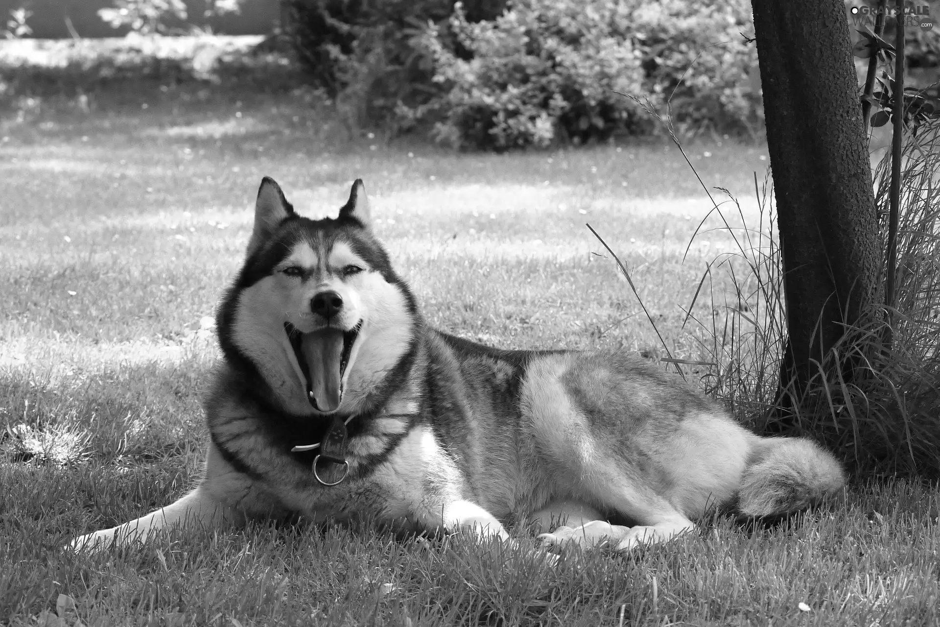 Husky, grass, trees, Tounge