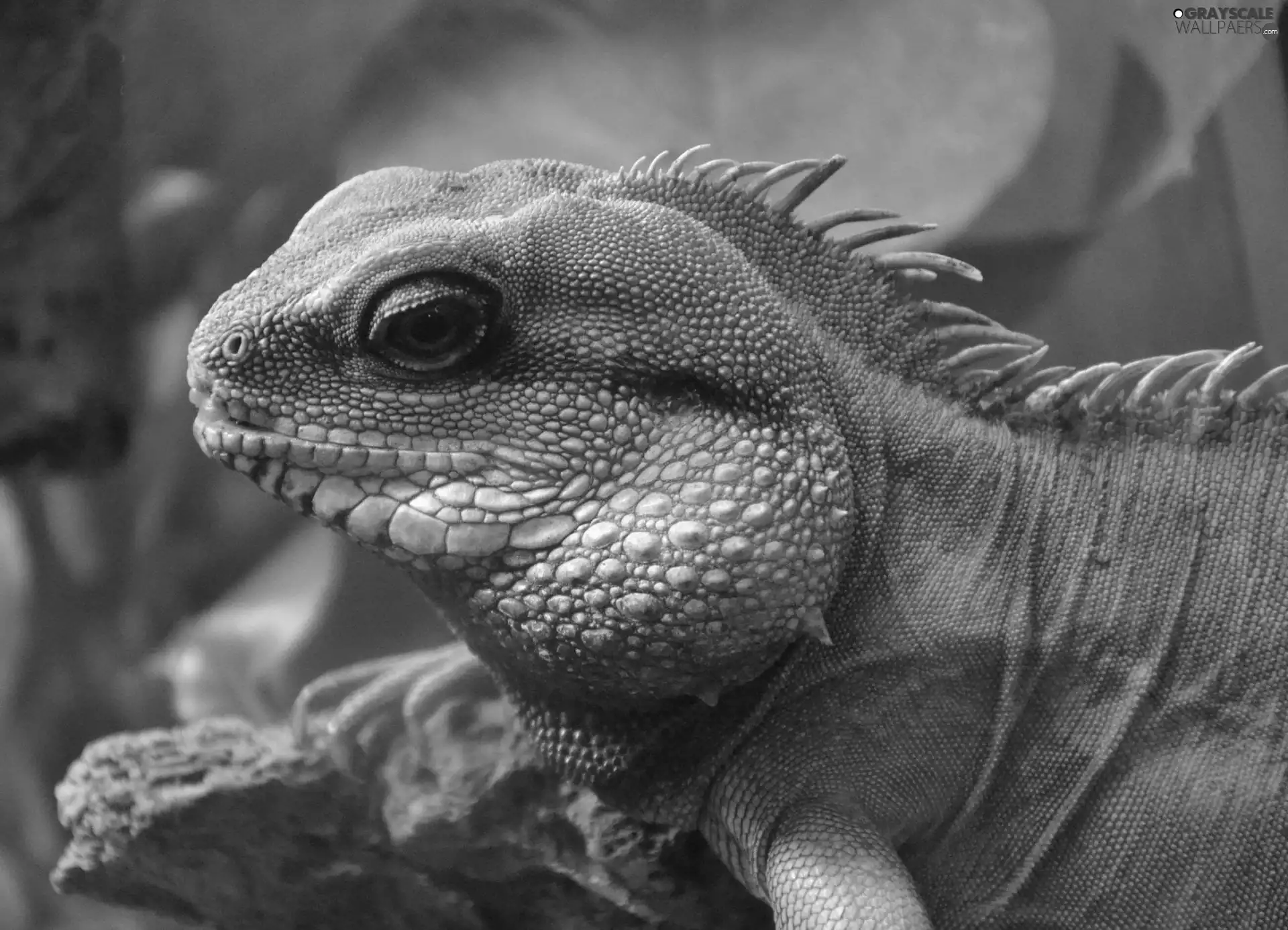 Iguana, trees