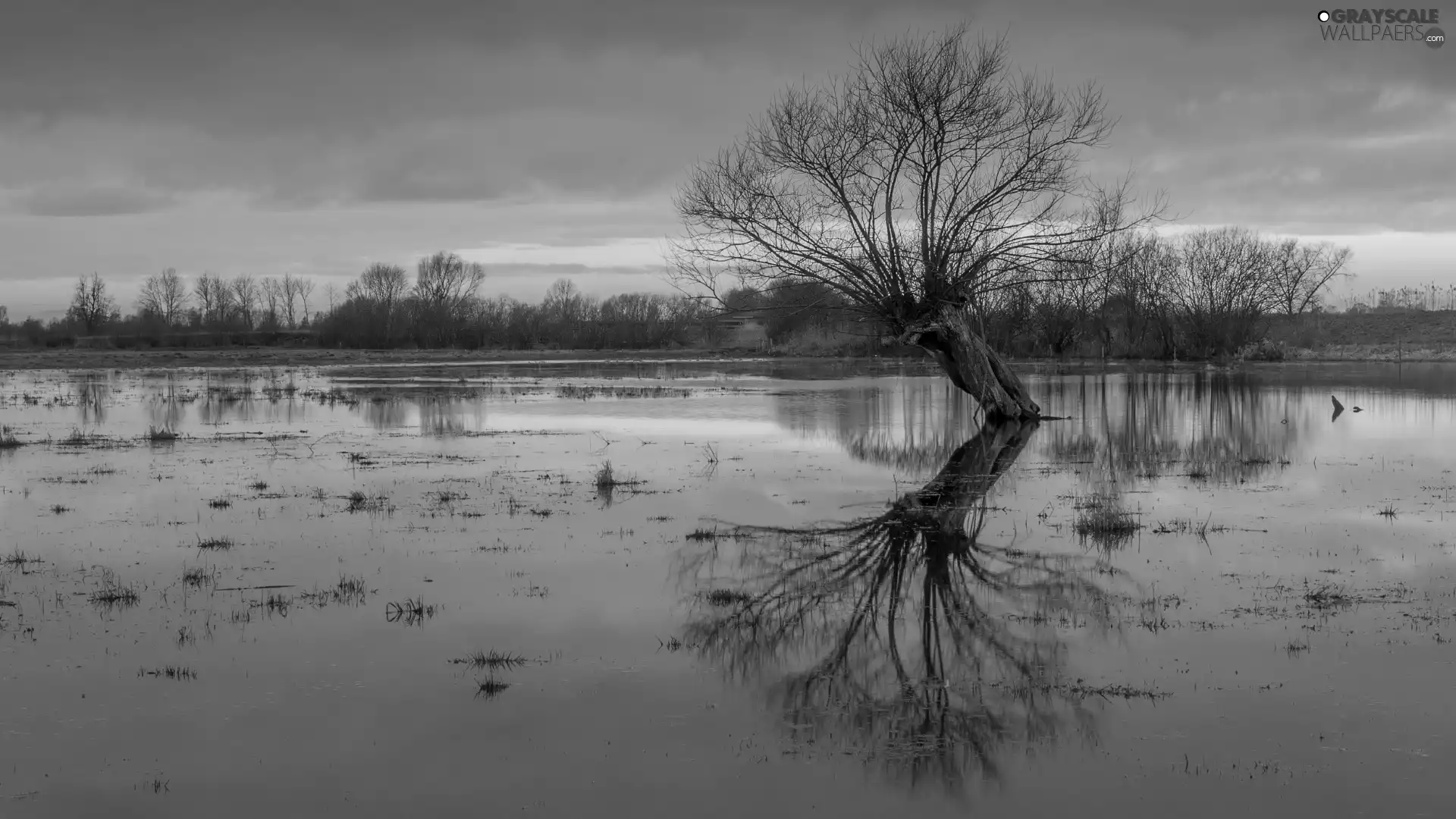 Pond - car, reflection, trees, Meltdown, inclined