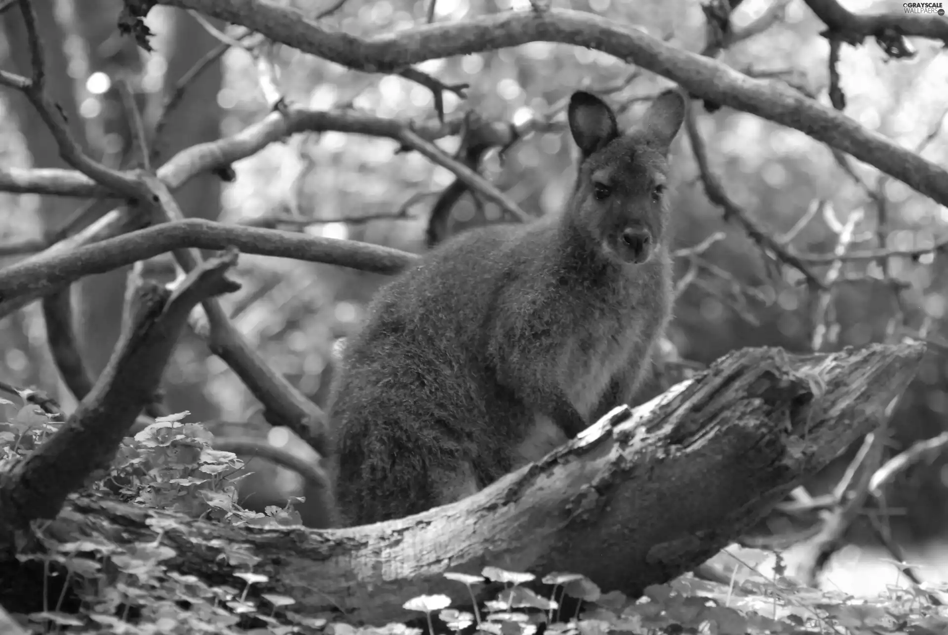 kangaroo, trees