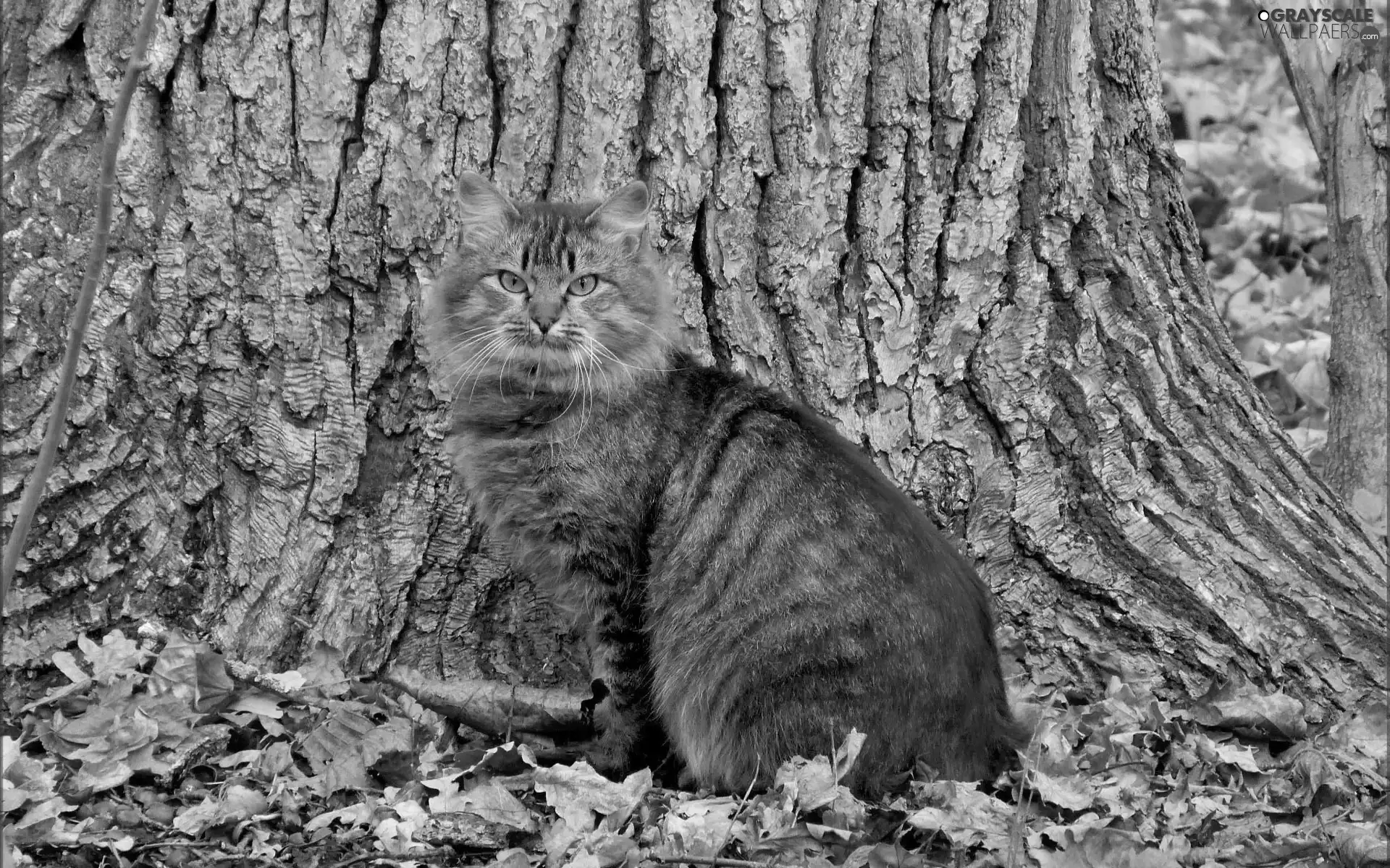 trees, Gray, kitten