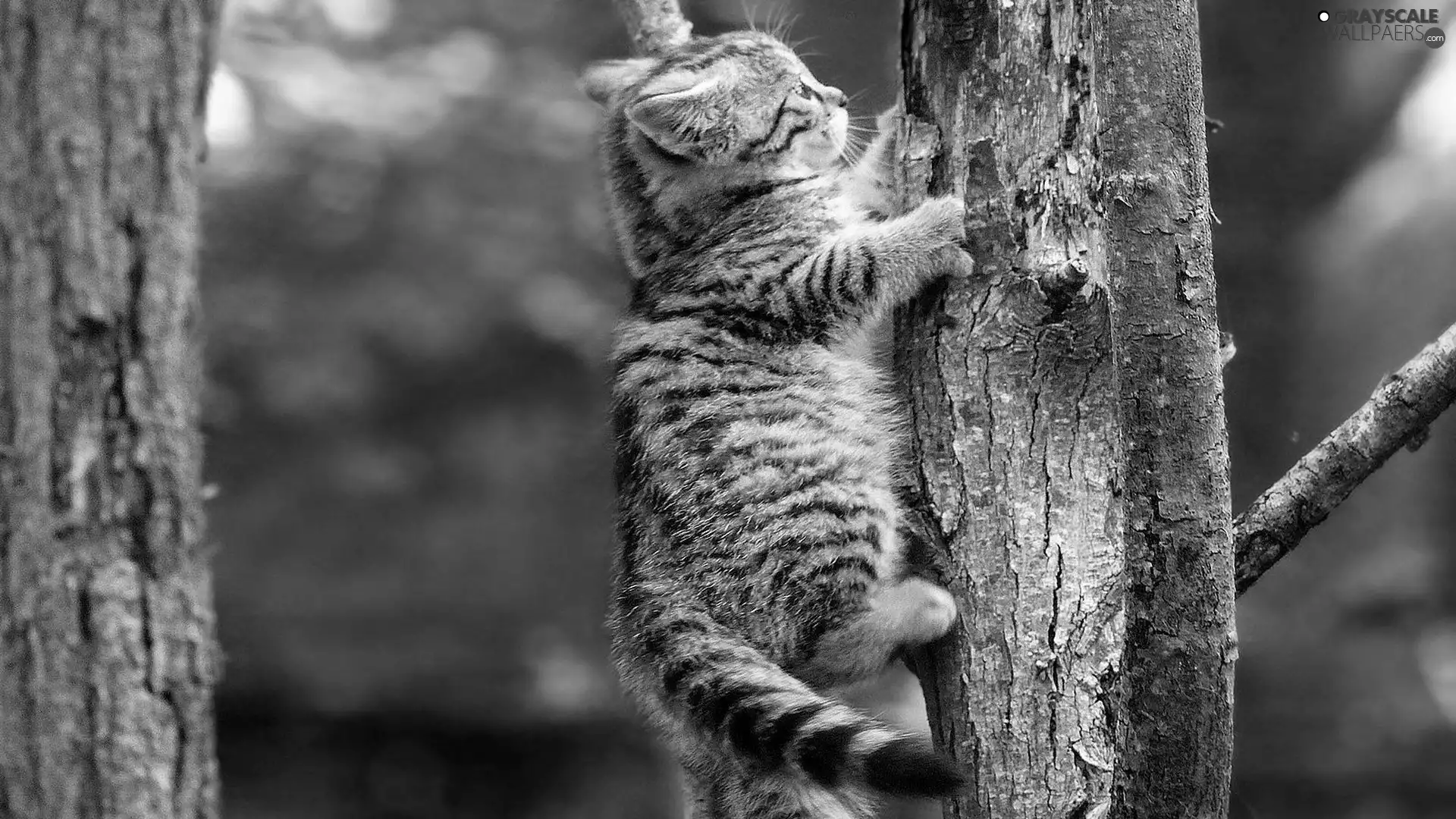 trees, small, kitten