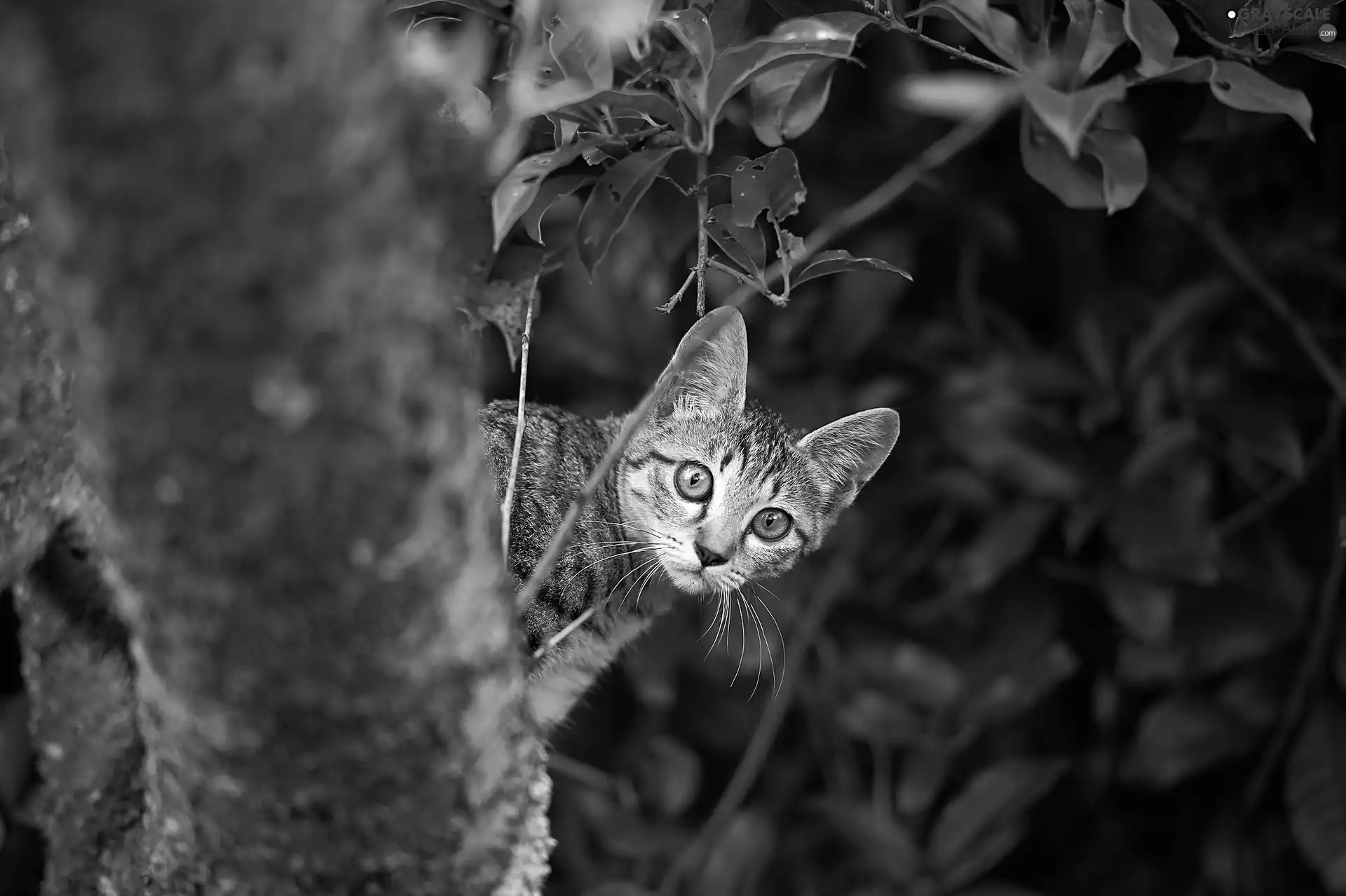 kitten, trees