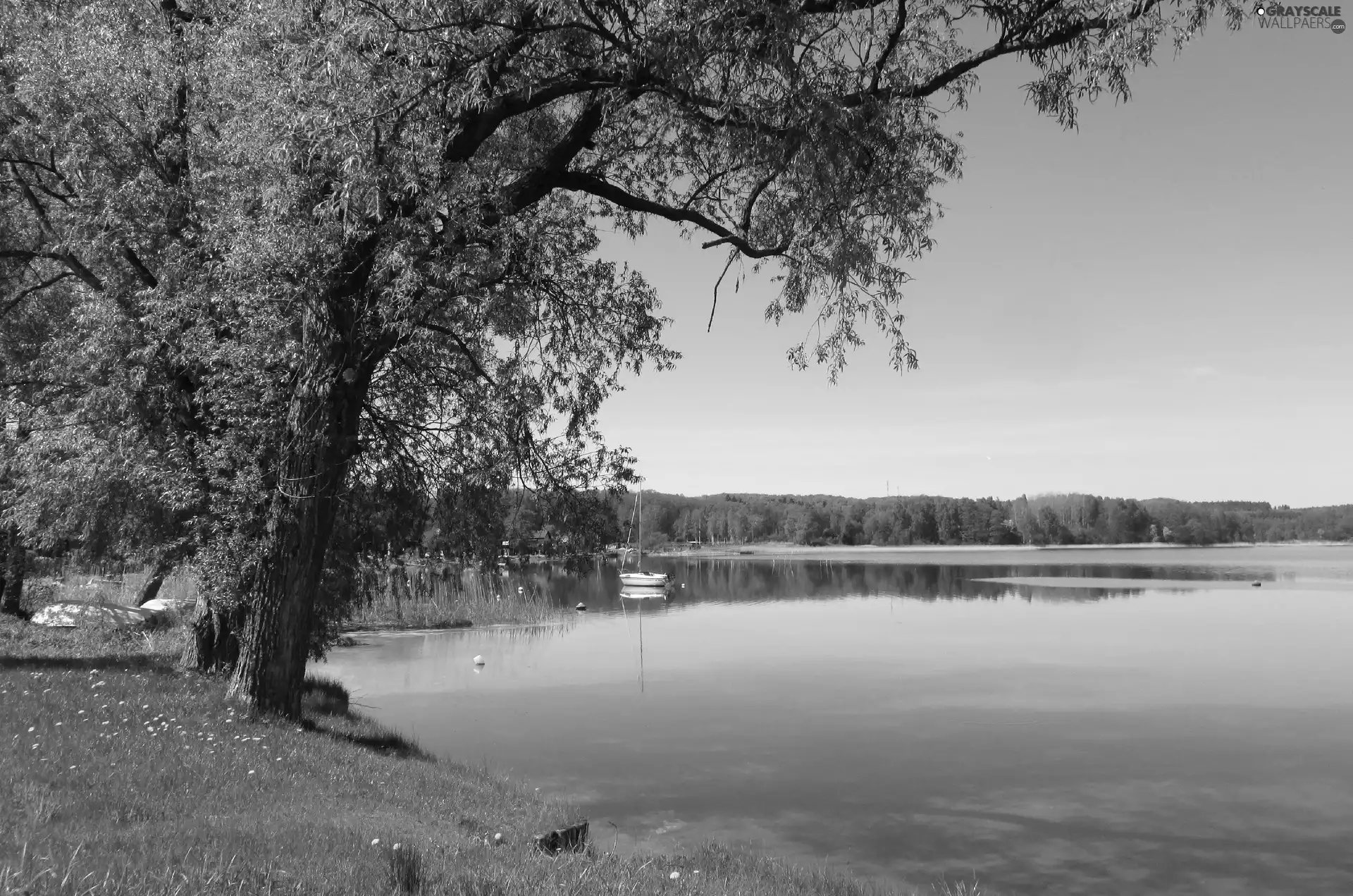 trees, Spring, lake