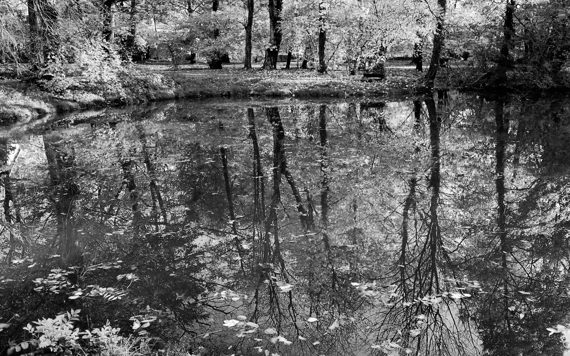 landscape, reflection, trees, Autumn