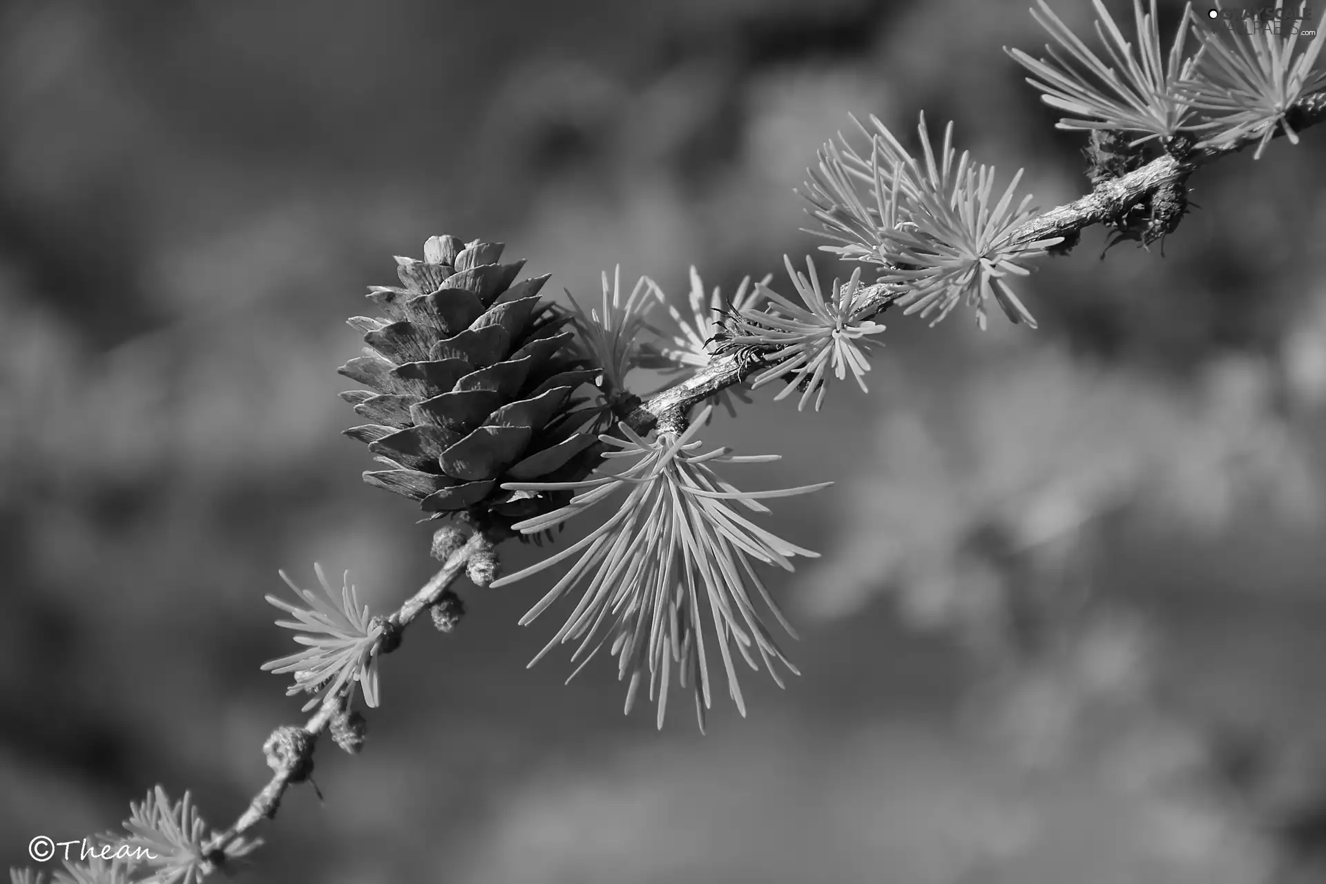 trees, cone, larch