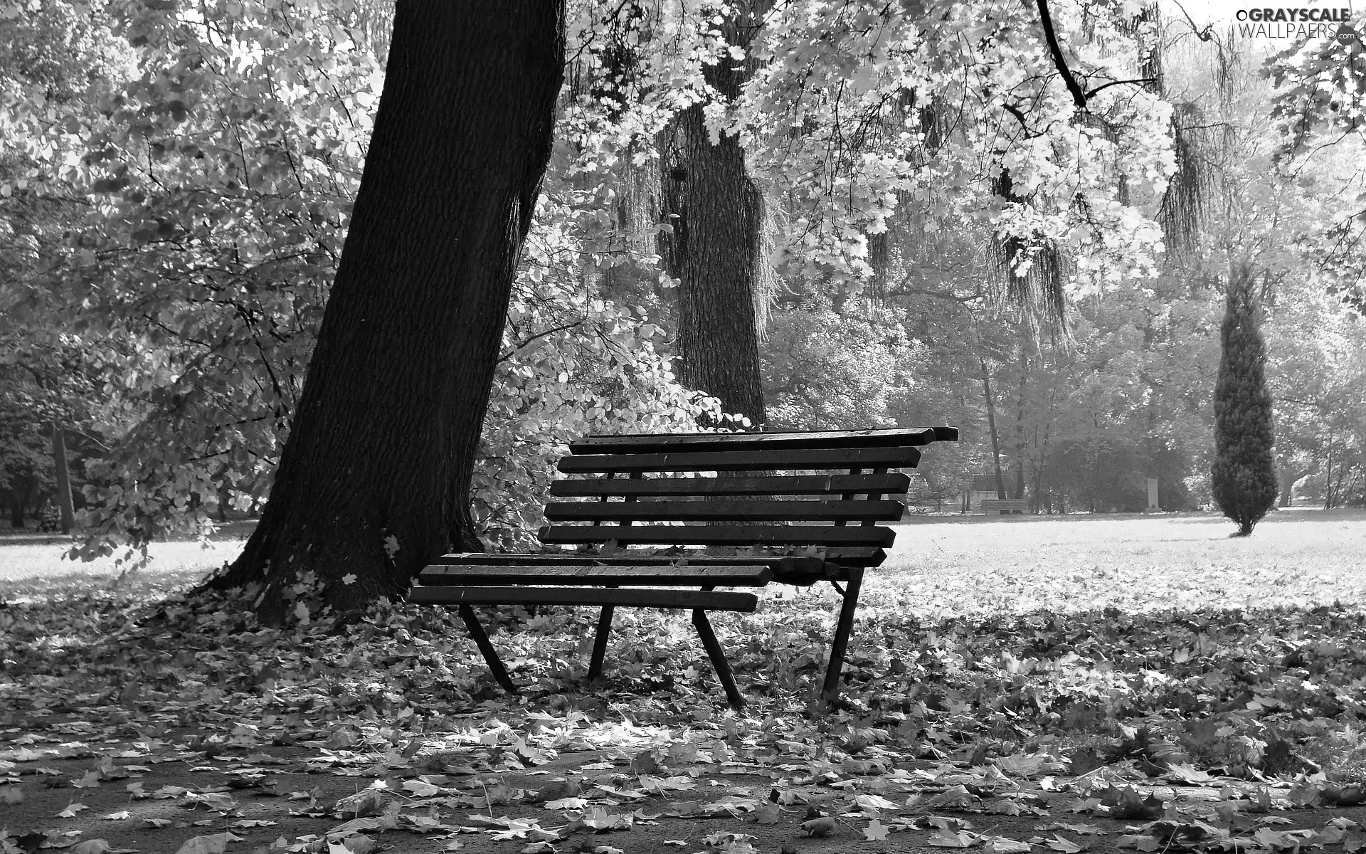 viewes, Bench, Leaf, trees, Park, fallen, autumn